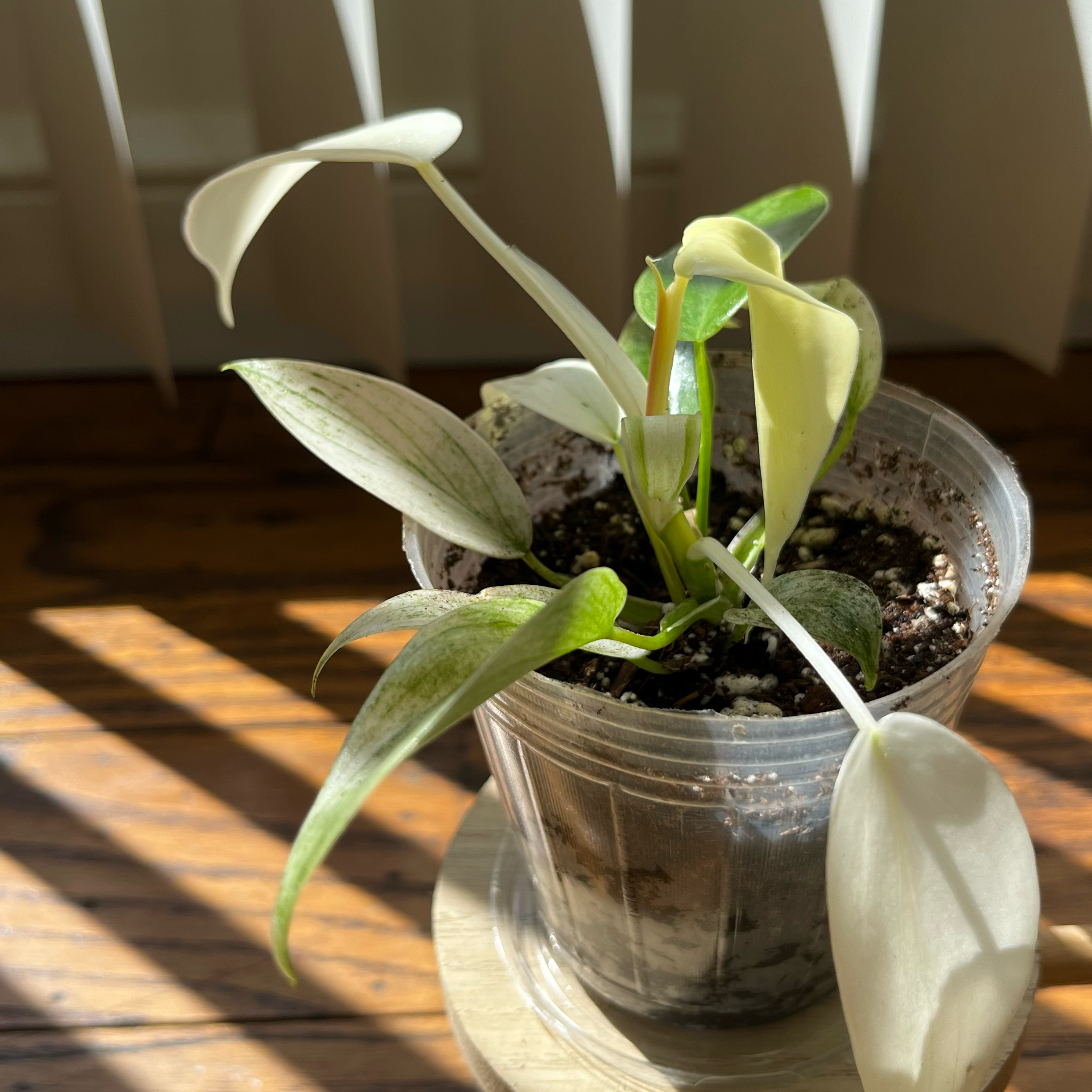 Philodendron 'Florida Ghost' plant in a clear plastic pot with visible soil and new growth.