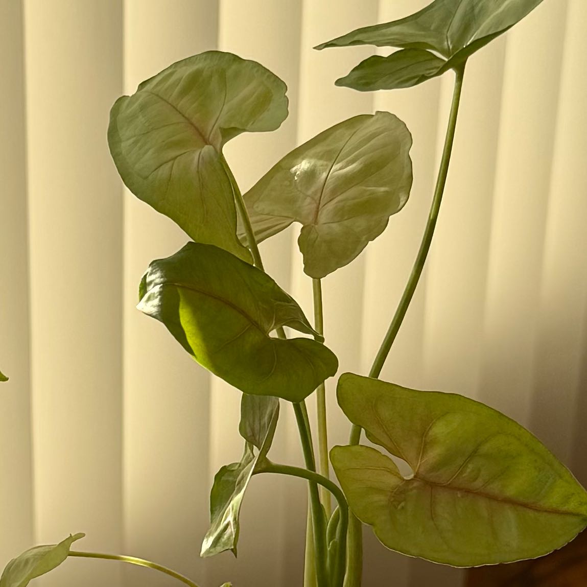 Photo of the plant species Spiny Taro by @baekieee named tinker on Greg, the plant care app