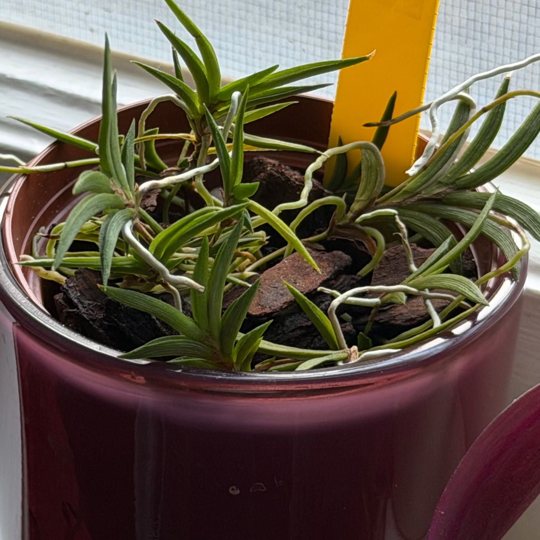 Photo of the plant species Tolumnia Orchid by @baekieee named tomato on Greg, the plant care app
