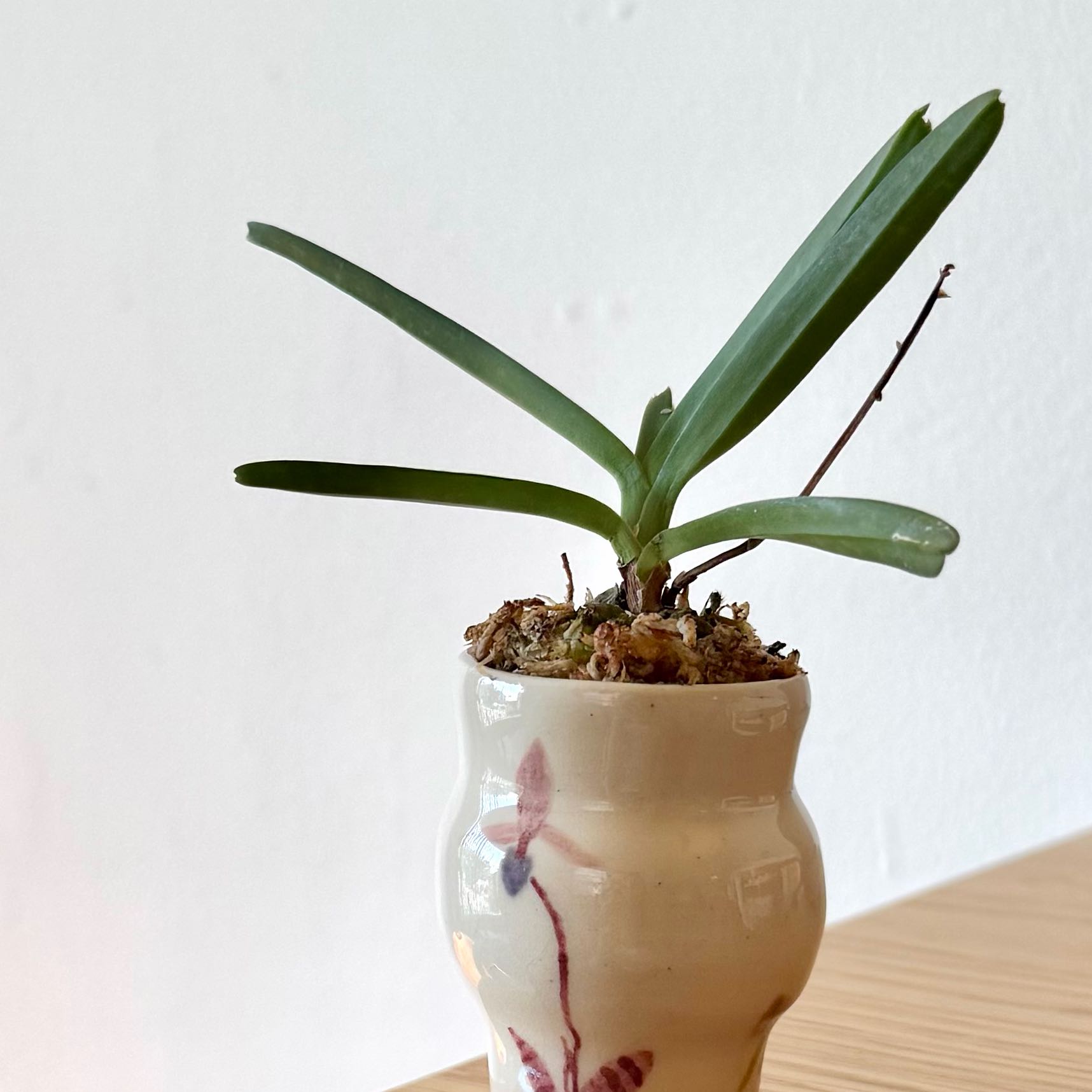 Photo of the plant species Blue Vanda by @baekieee named orchid on Greg, the plant care app