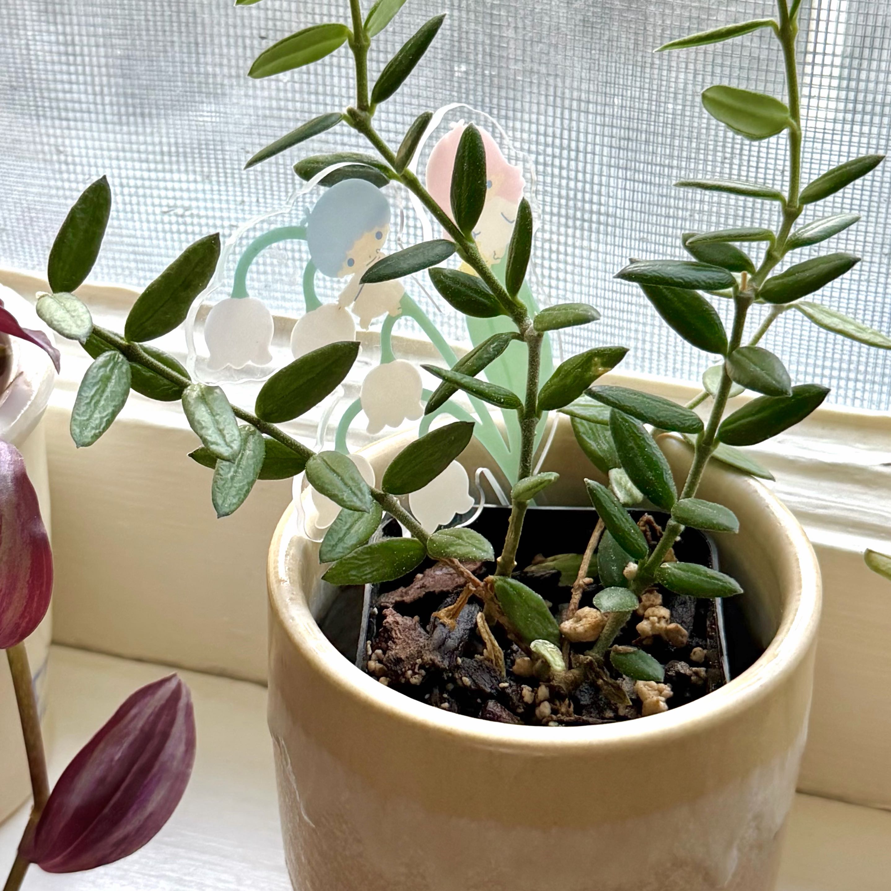 Photo of the plant species Waxflower by @baekieee named twinkle on Greg, the plant care app