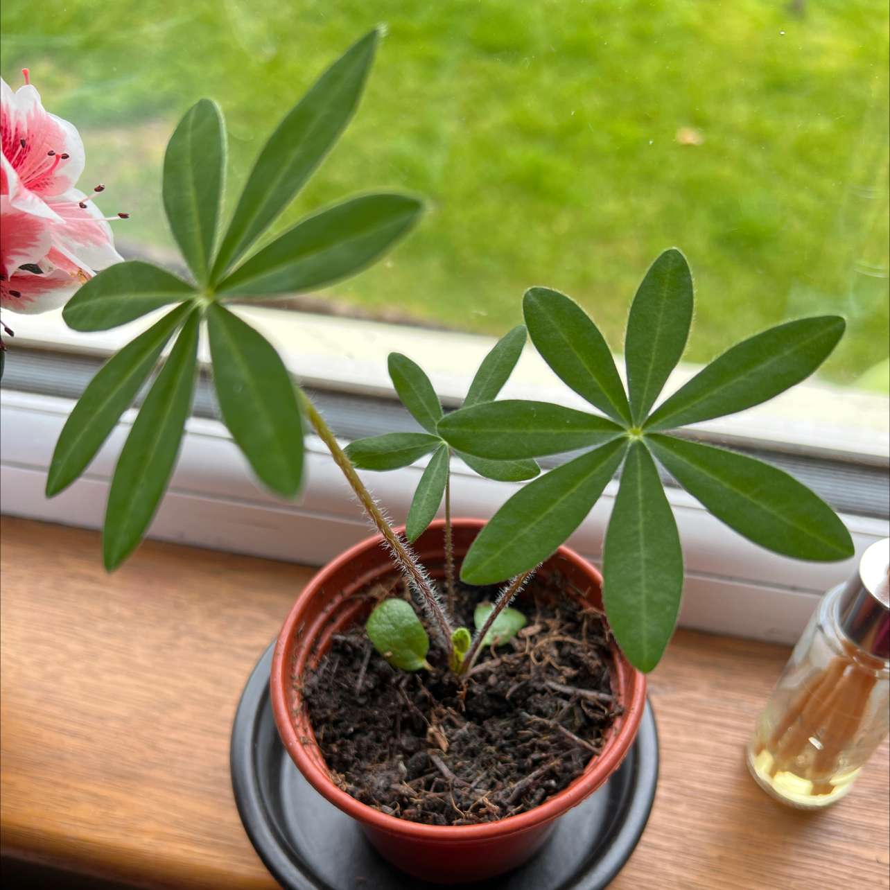 Big-Leaved Lupine plant in a small pot on a windowsill with healthy green leaves.