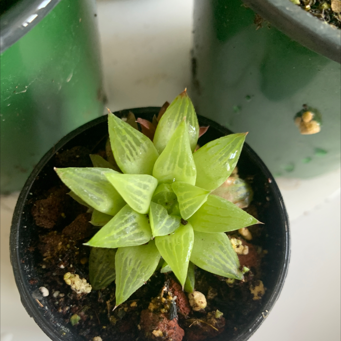 Haworthia 'Obtusa' plant in a pot with visible soil, healthy green leaves.