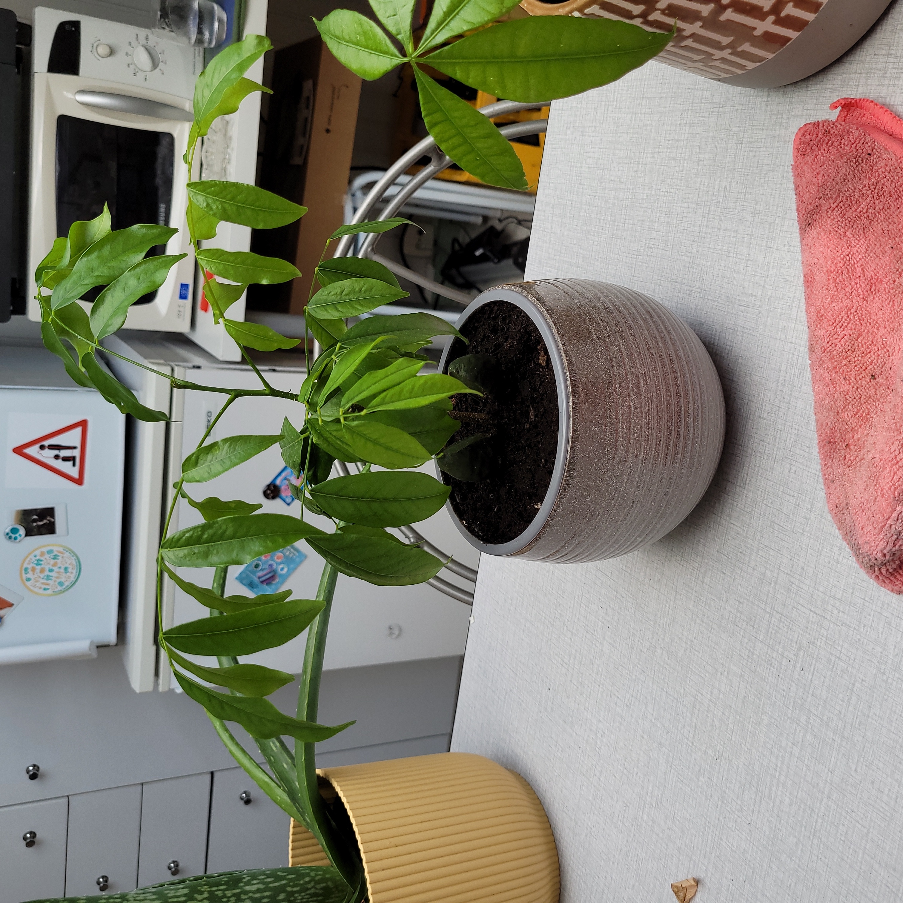 Potted Lucky Bean Tree indoors on a table with green leaves and visible soil.