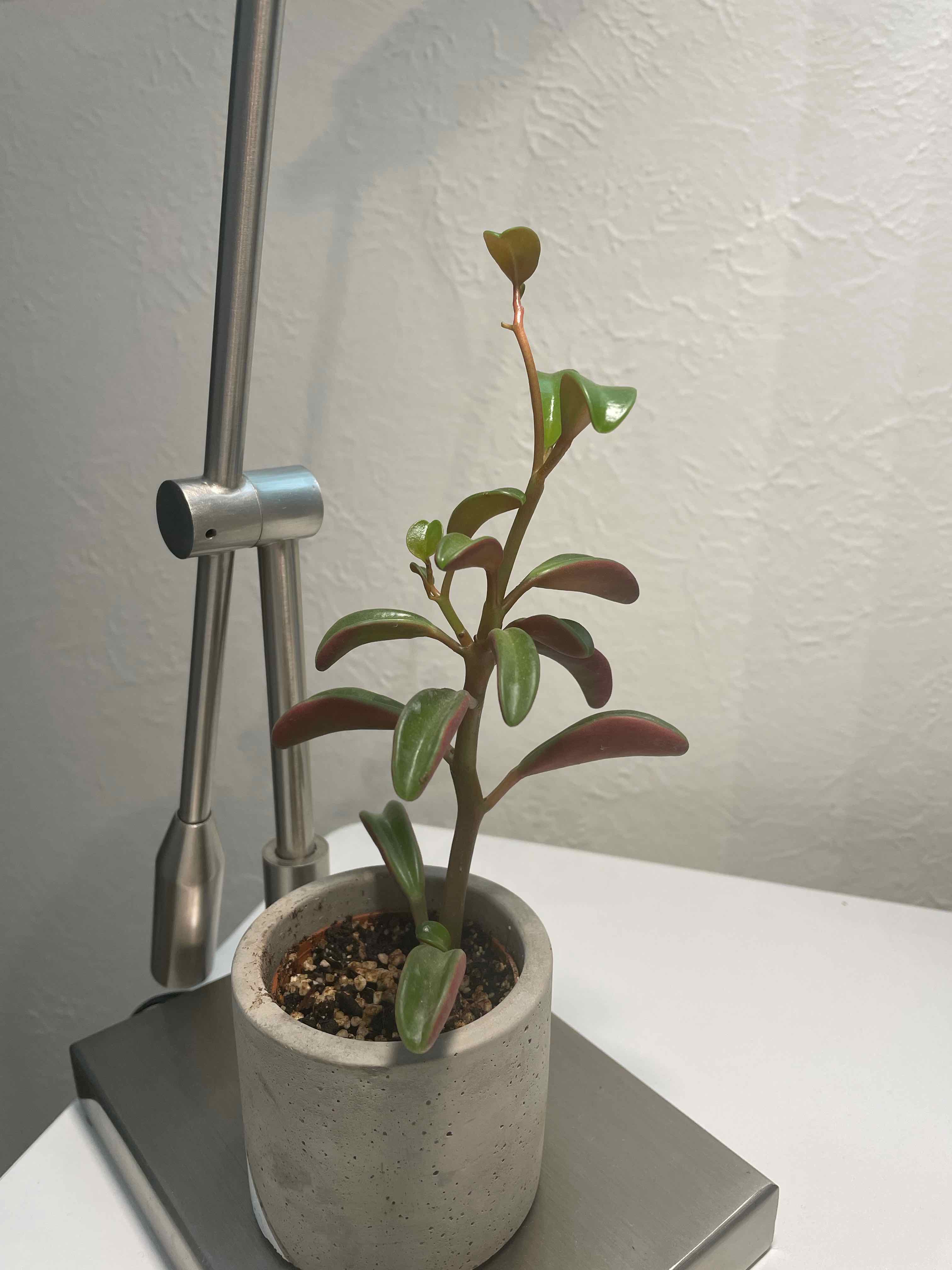 Peperomia 'Ruby Cascade' plant in a small pot with vibrant green and red leaves.