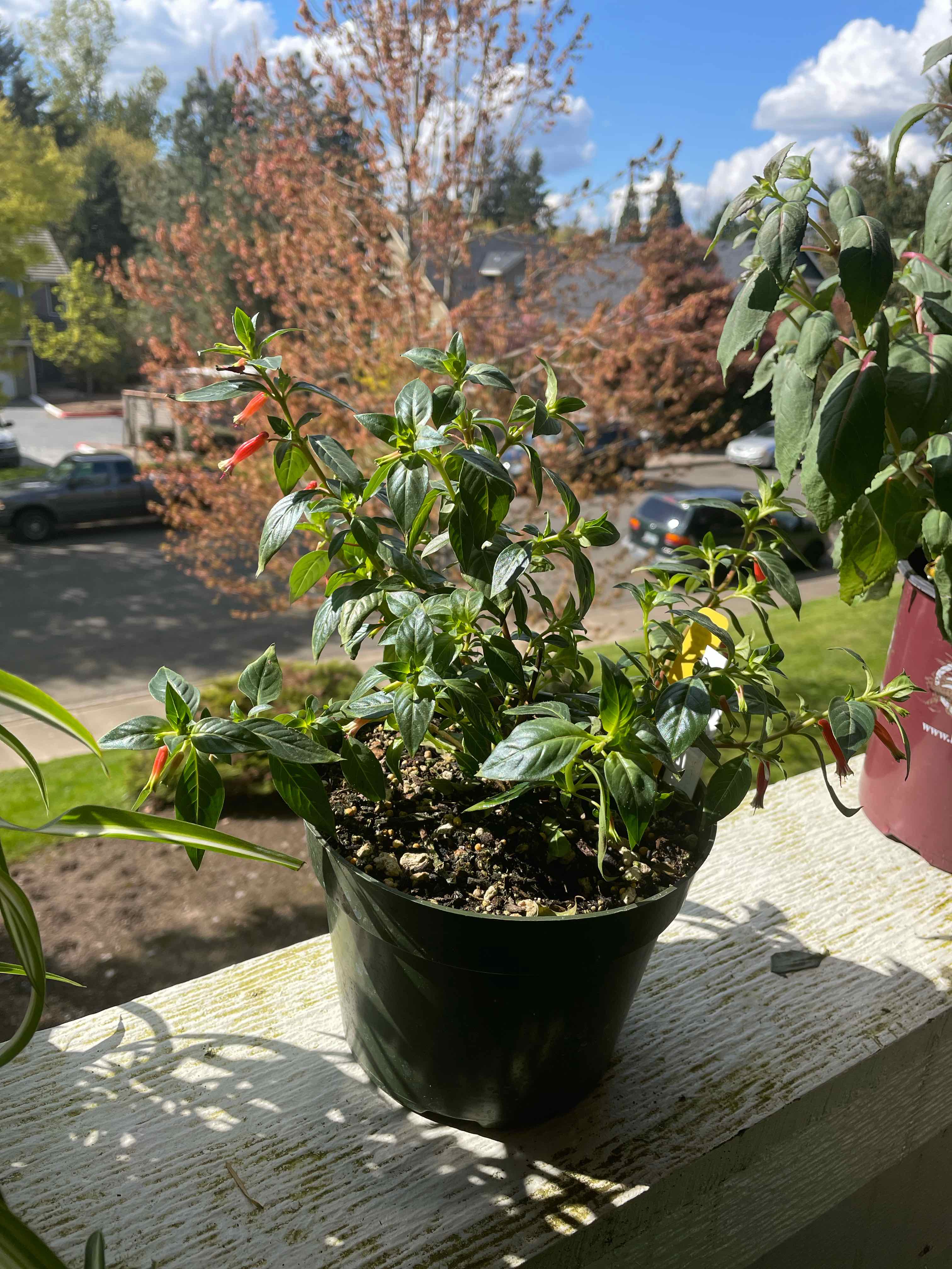 Plant care for Black Diamond Shell Pink Crape Myrtle on Greg, the plant care app