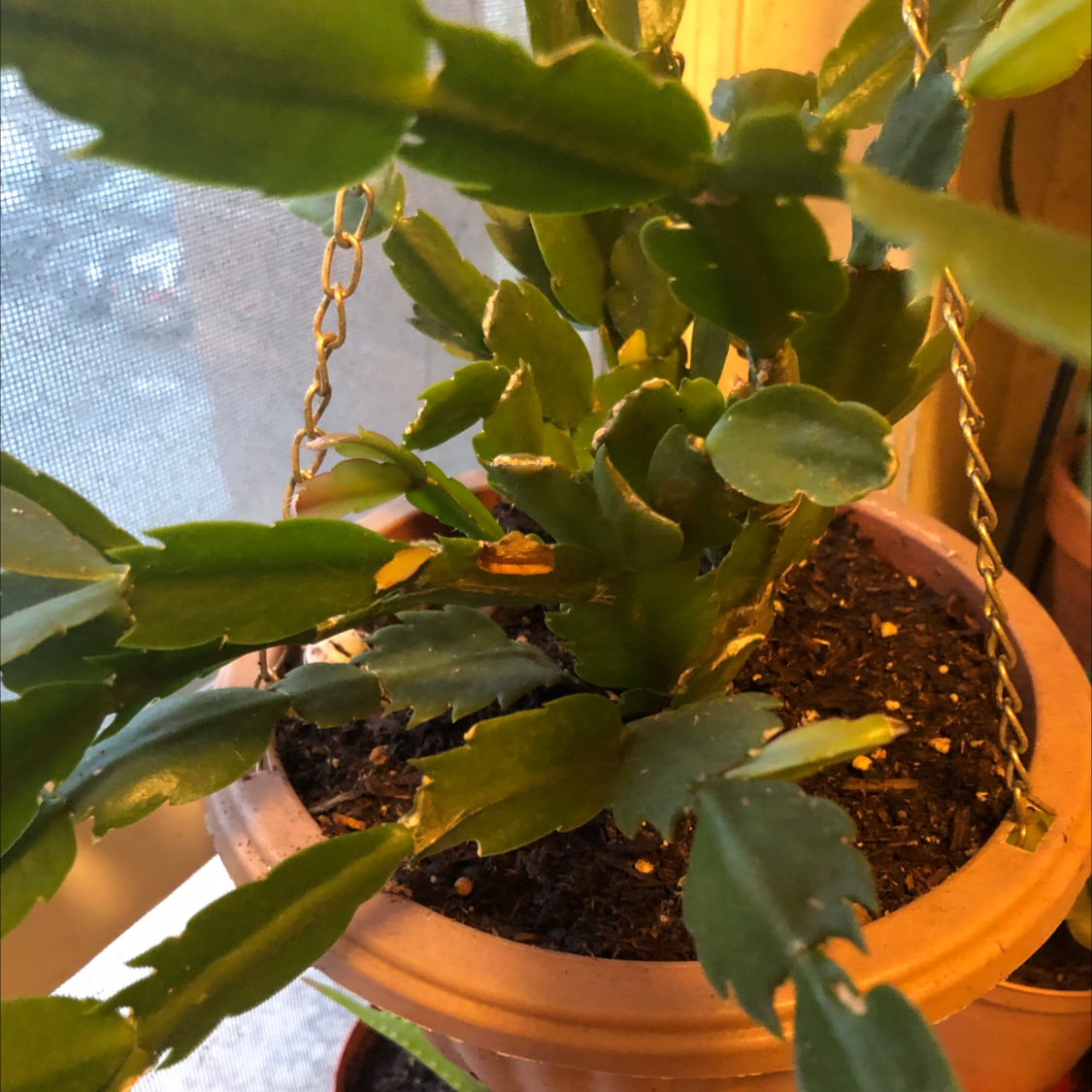 Christmas Cactus in a hanging pot with healthy green leaves and visible soil.