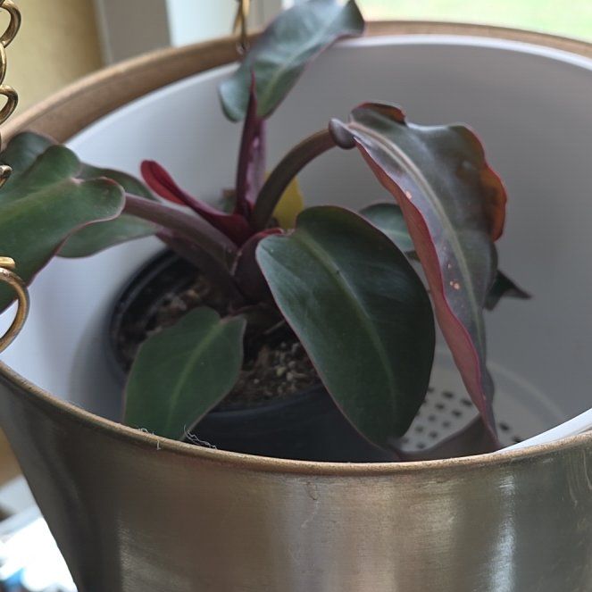 Photo of the plant species Philodendron Red Sun by @InteractiveLime named Forrest on Greg, the plant care app