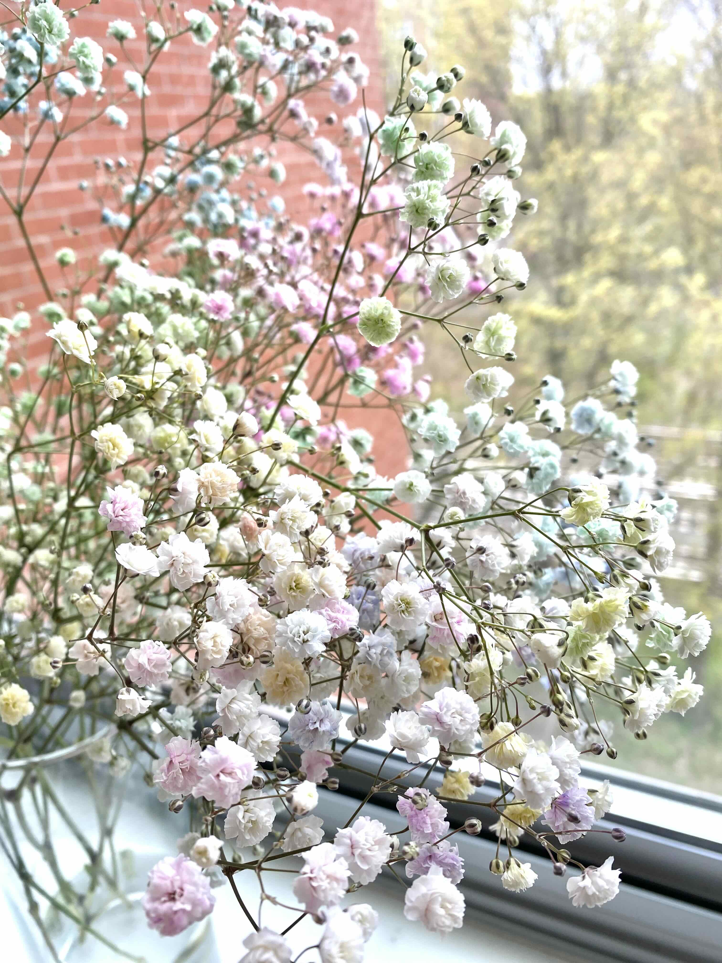 Baby's Breath plant with numerous small, delicate flowers in pastel shades near a window.