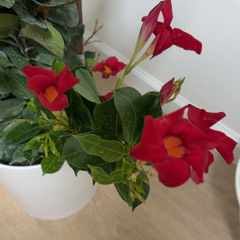 Photo of the plant species Red Mandevilla by @Shirleysss named Spike Leaves on Greg, the plant care app