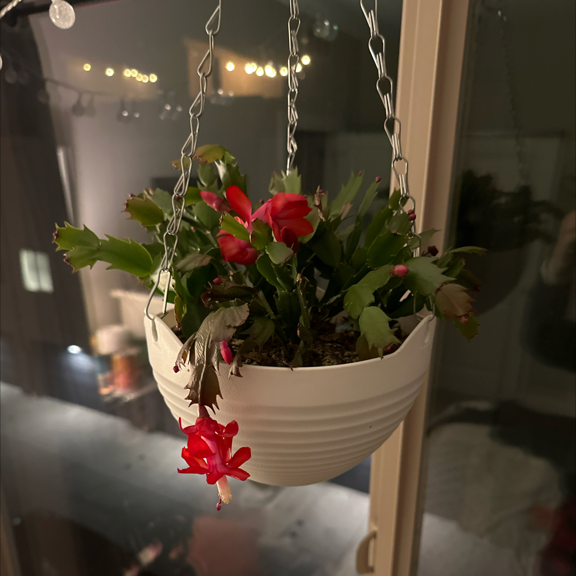 Christmas Cactus in a hanging pot with red flowers and green leaves.
