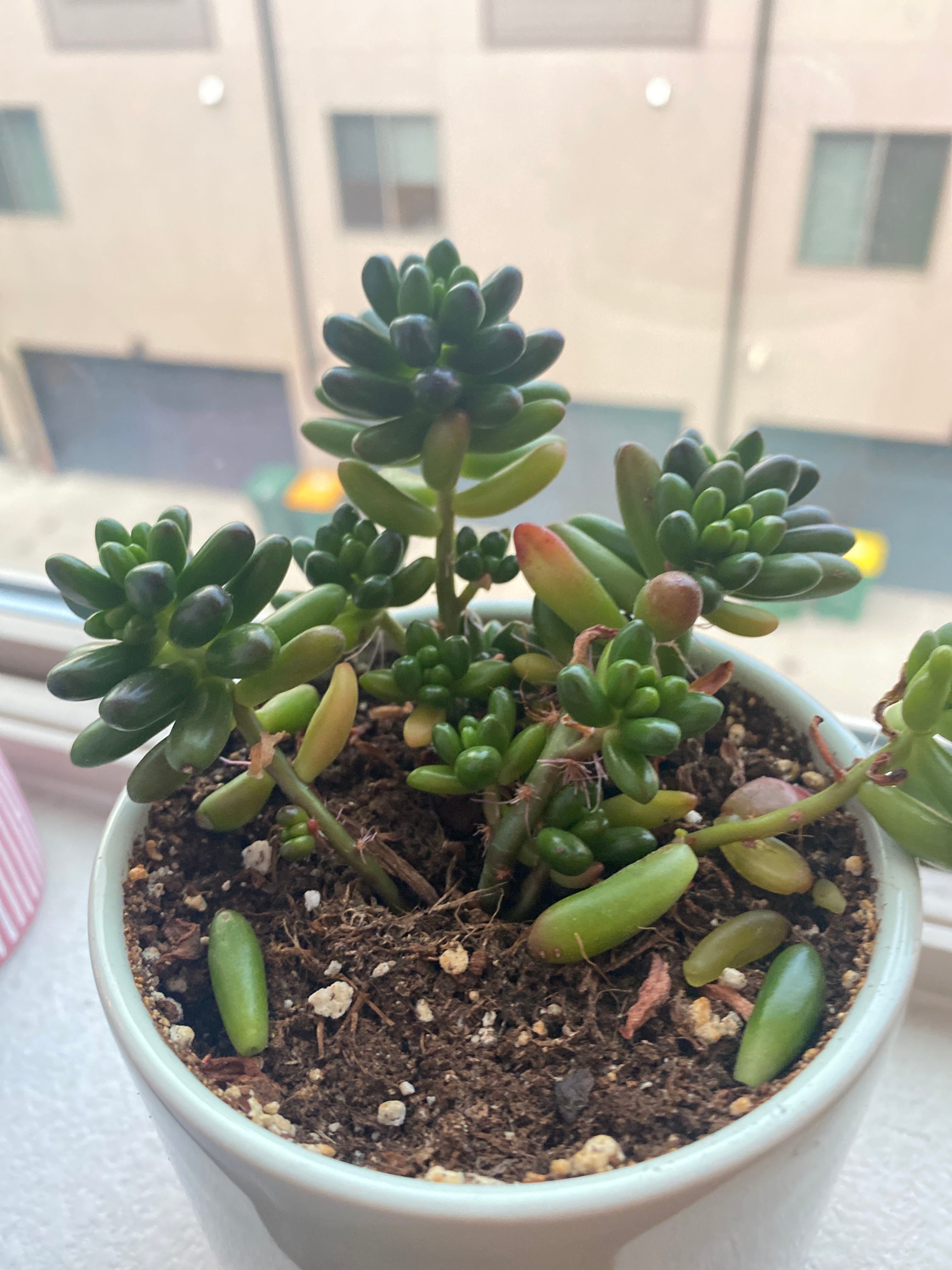 Sedum 'Pork and Beans' How Much Water & Light Does it Need to Thrive?