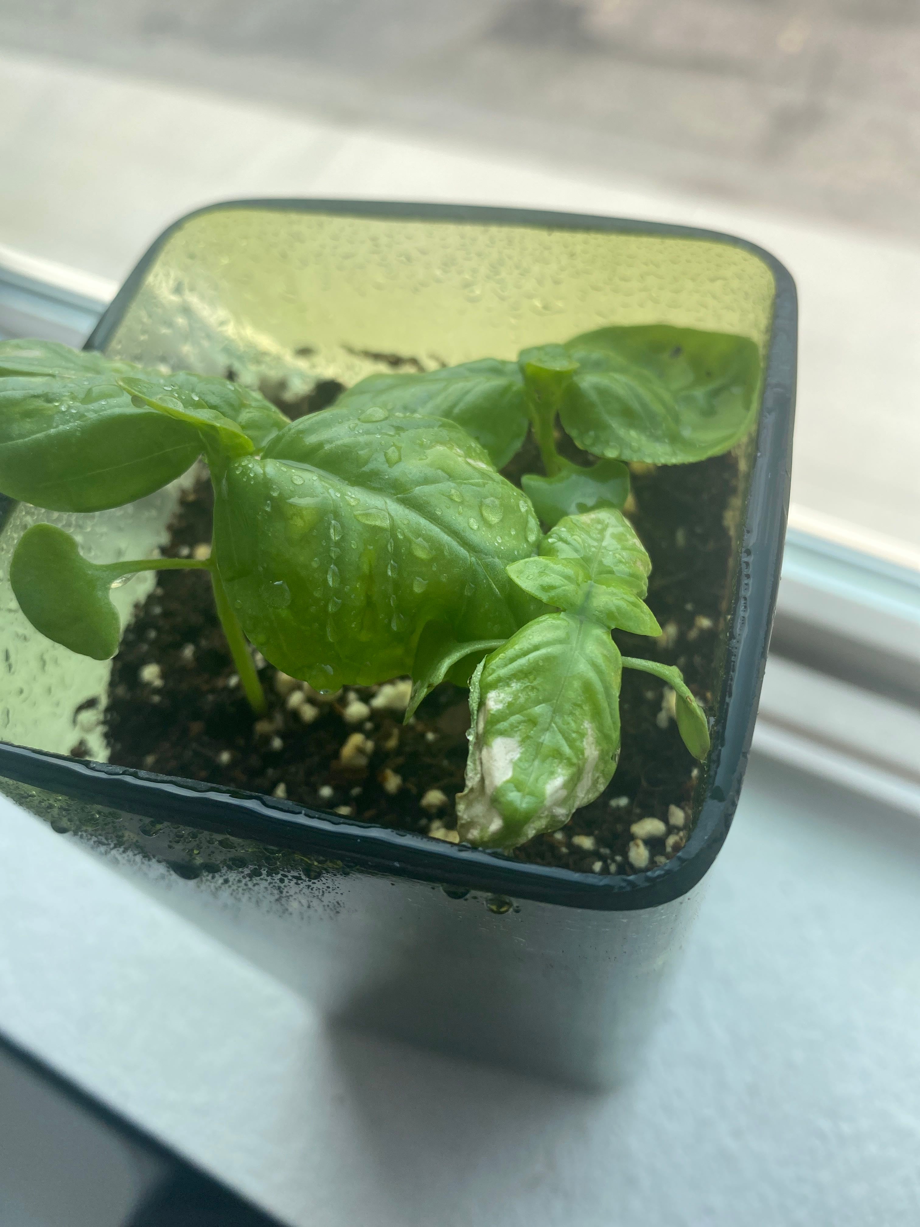White spots on basil leaves