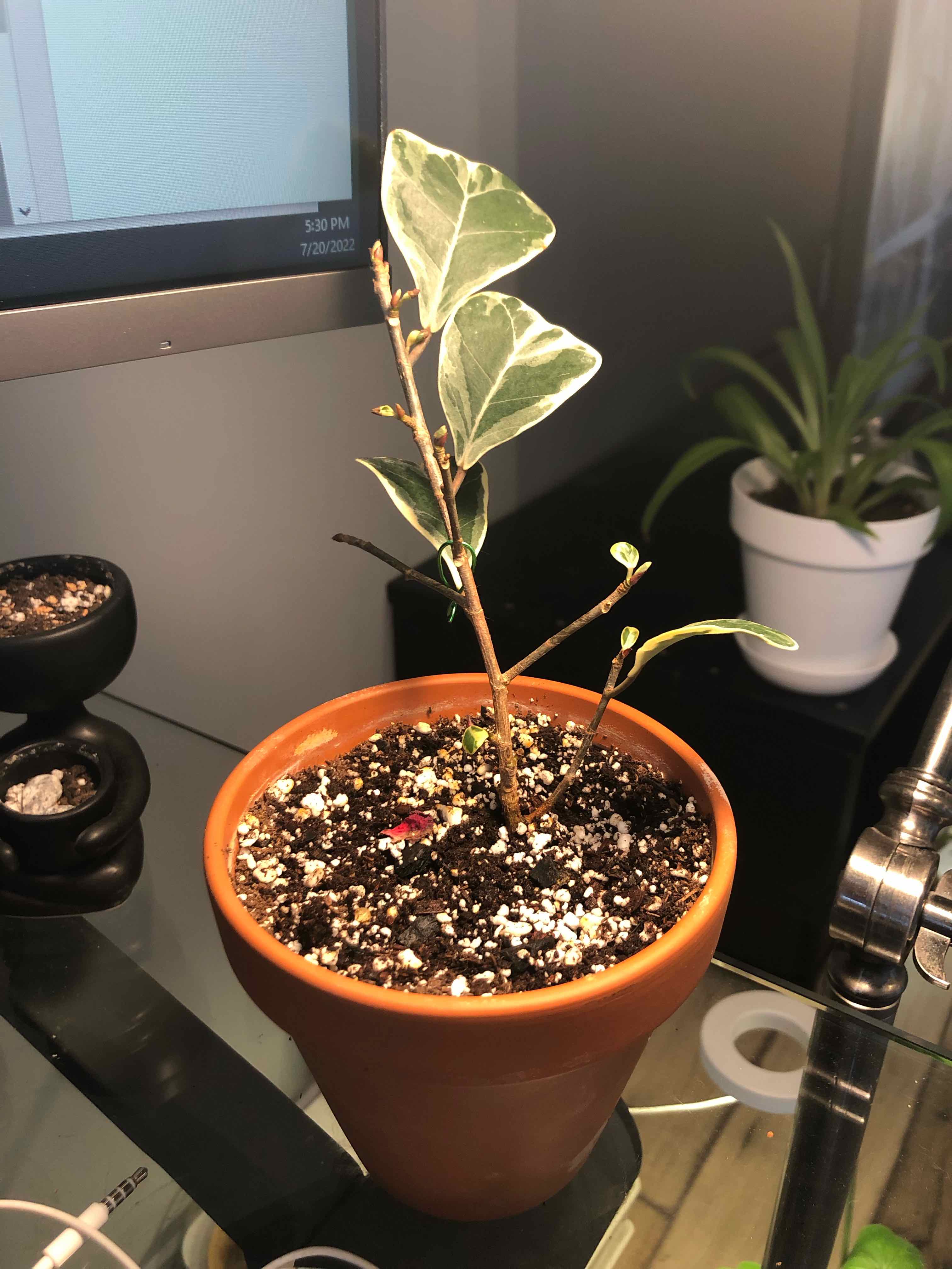 Photo of the plant species Variegated Heart Leaf Ficus by @WarmGiodreh named Gaga on Greg, the plant care app