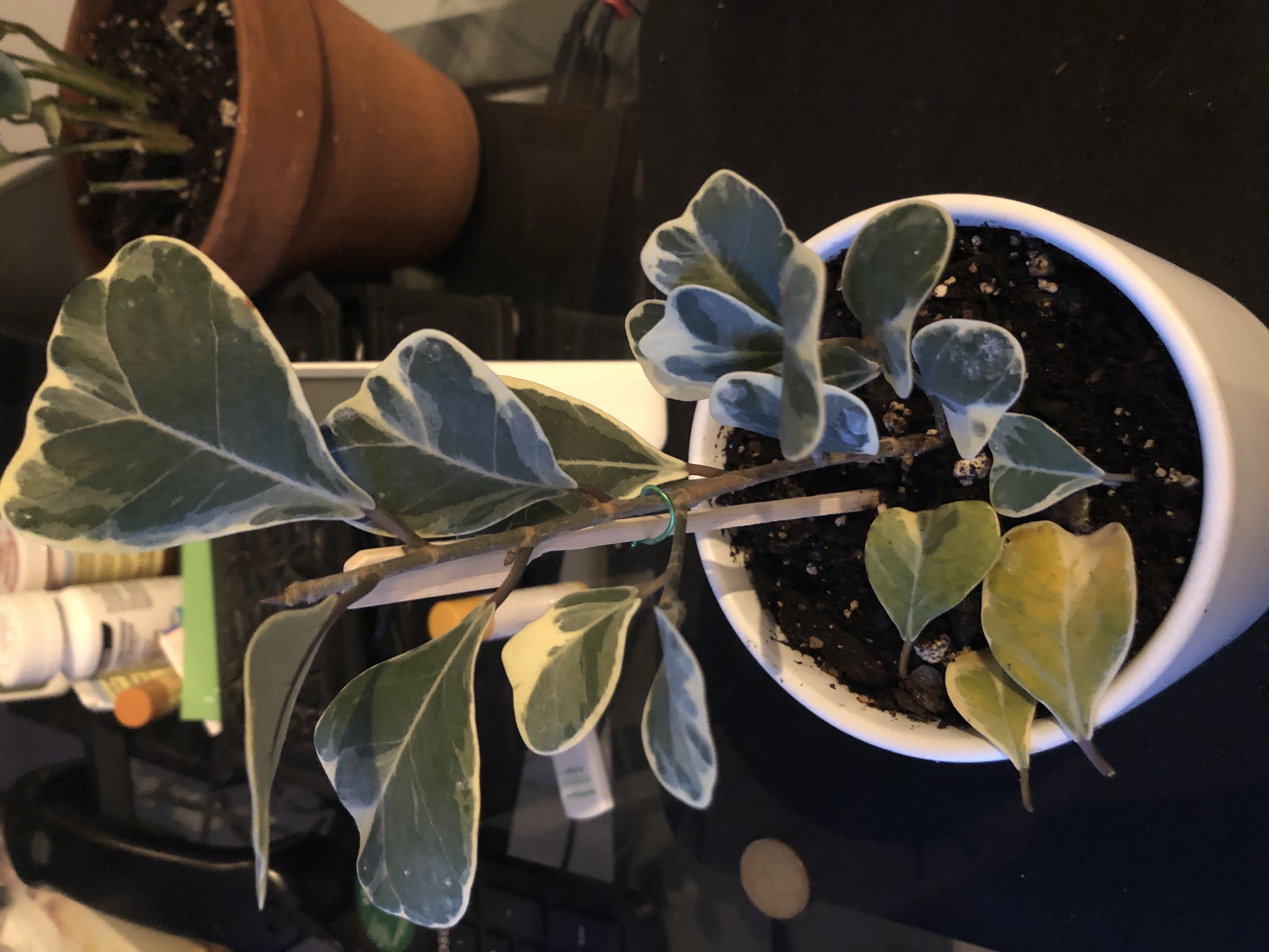 Variegated Heart Leaf Ficus: How Much Water & Light Does it Need to Thrive?