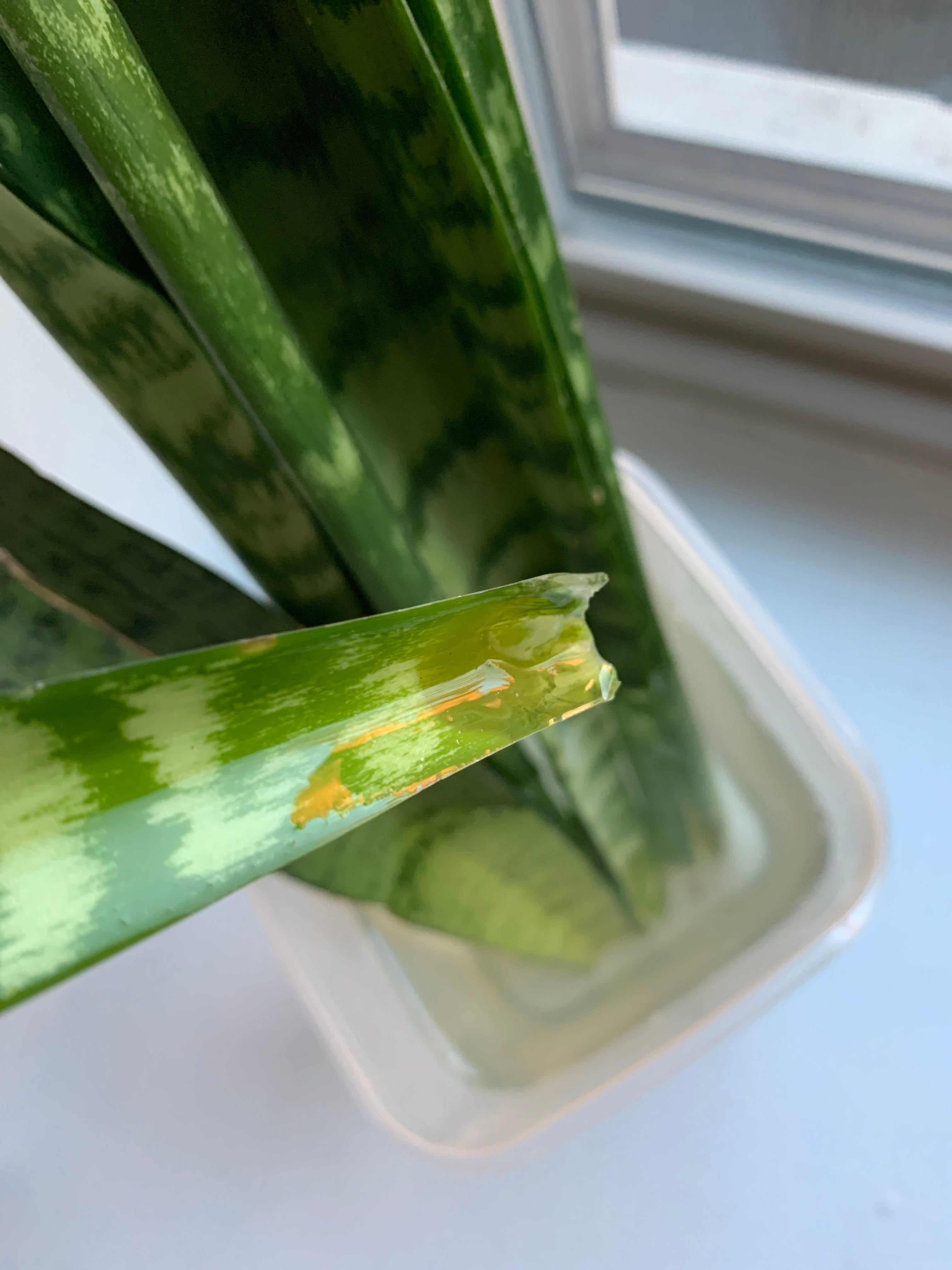 How do I propagate my snake plant?