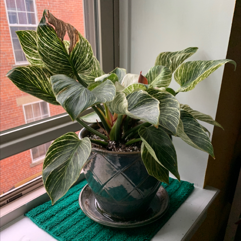 Philodendron Birkin plant on a windowsill in a blue pot, showing healthy variegated leaves.
