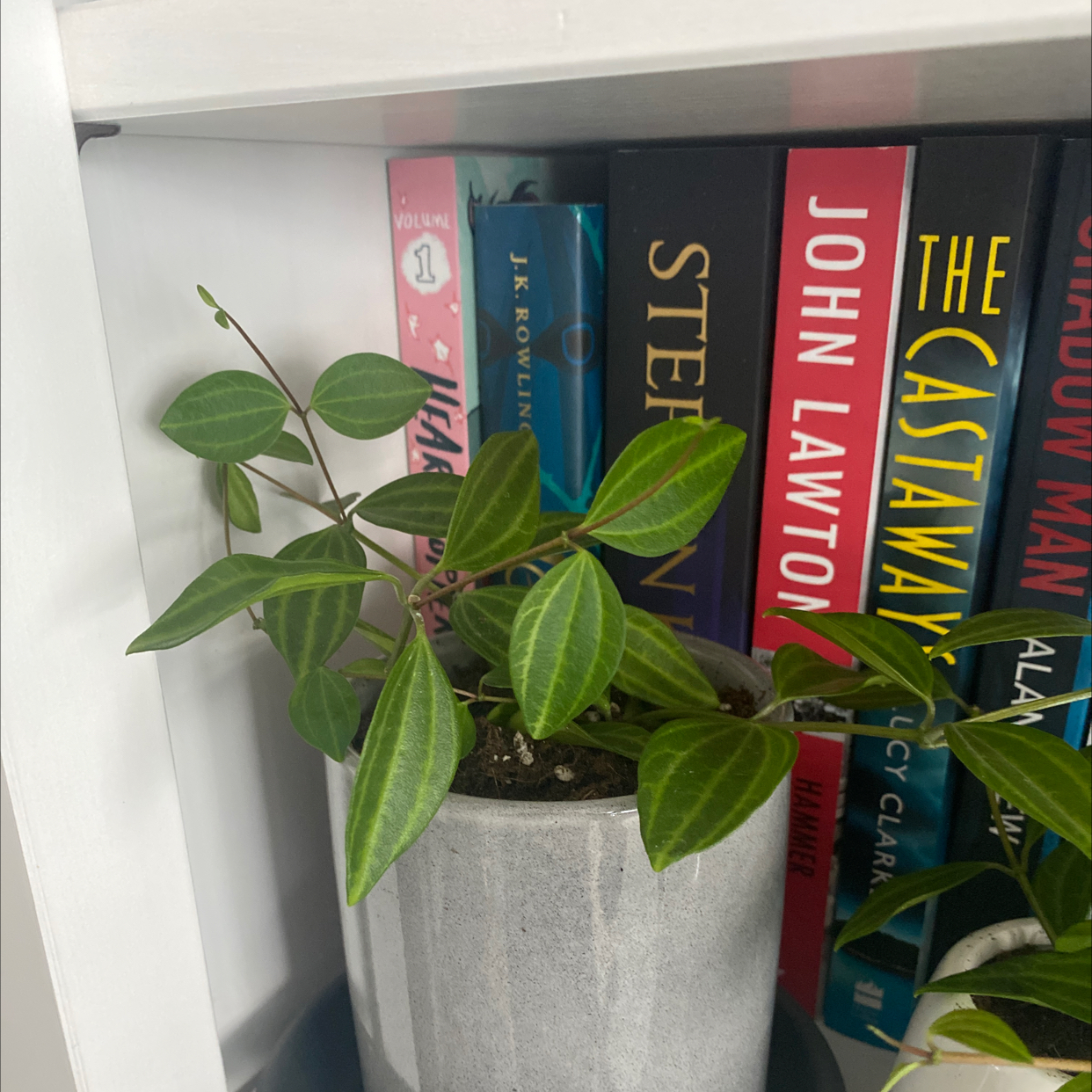 Parallel peperomia plant in a pot on a shelf with books in the background.