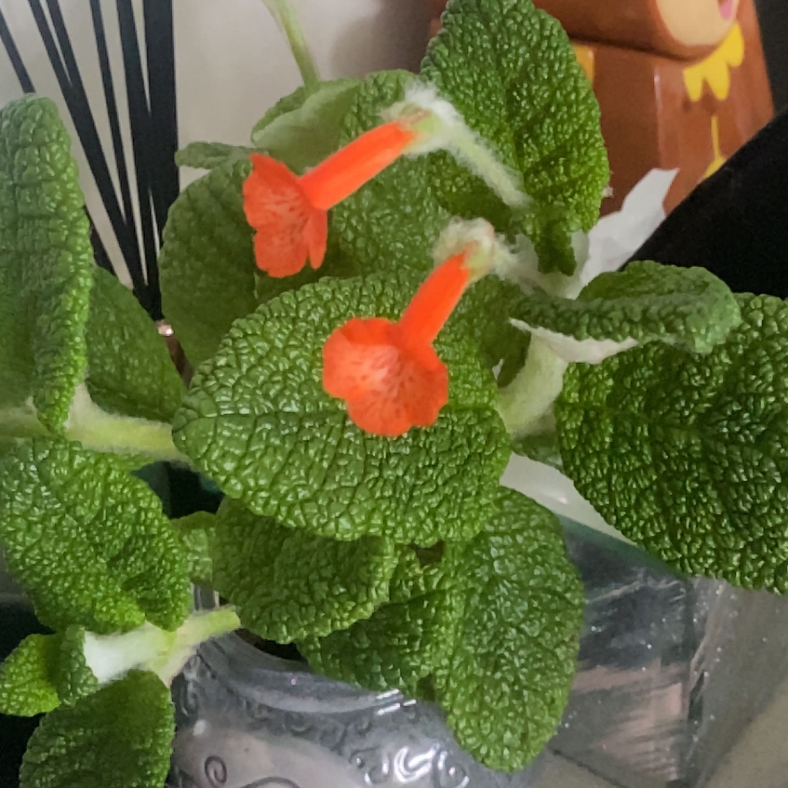 Photo of the plant species Sinningia bullata by @GallantWildyam named Zero on Greg, the plant care app