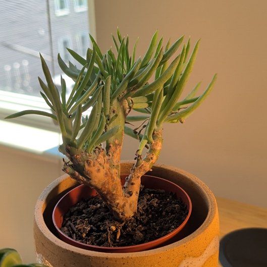 Photo of the plant species Mermaid tail cactus by @FamedCalendula named Mermaid tail cactus on Greg, the plant care app
