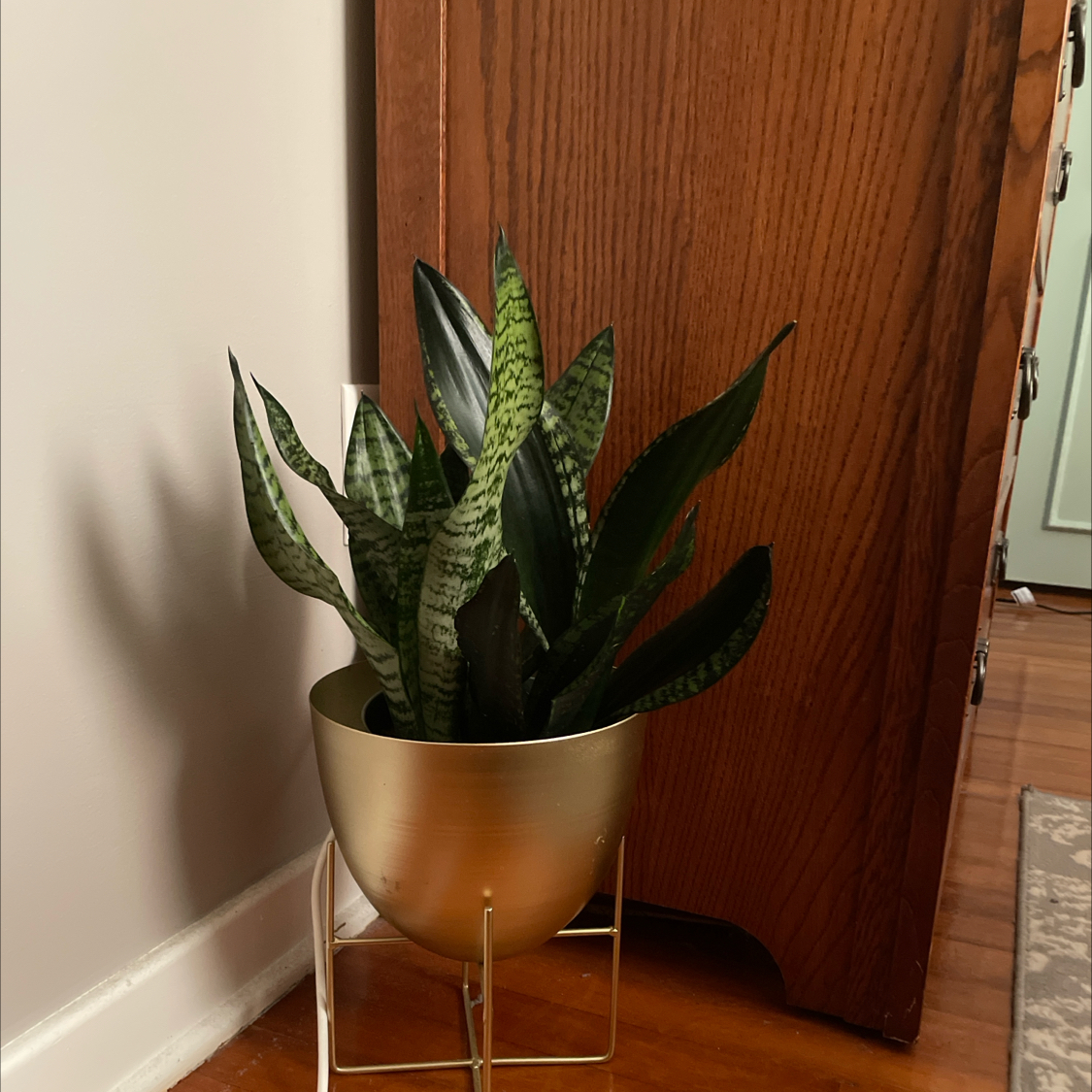 Photo of the plant species Sanseveria 'Whitney' by @michy129 named Bruce Lee on Greg, the plant care app