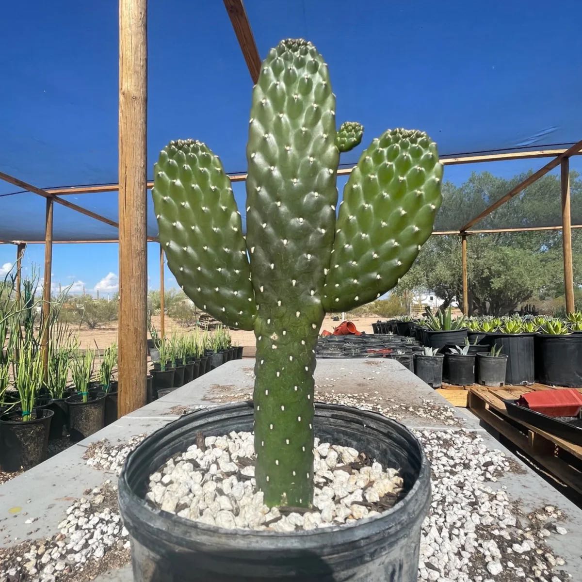 Photo of the plant species fig opuntia by @HelloKitty0629 named Ronaldo on Greg, the plant care app