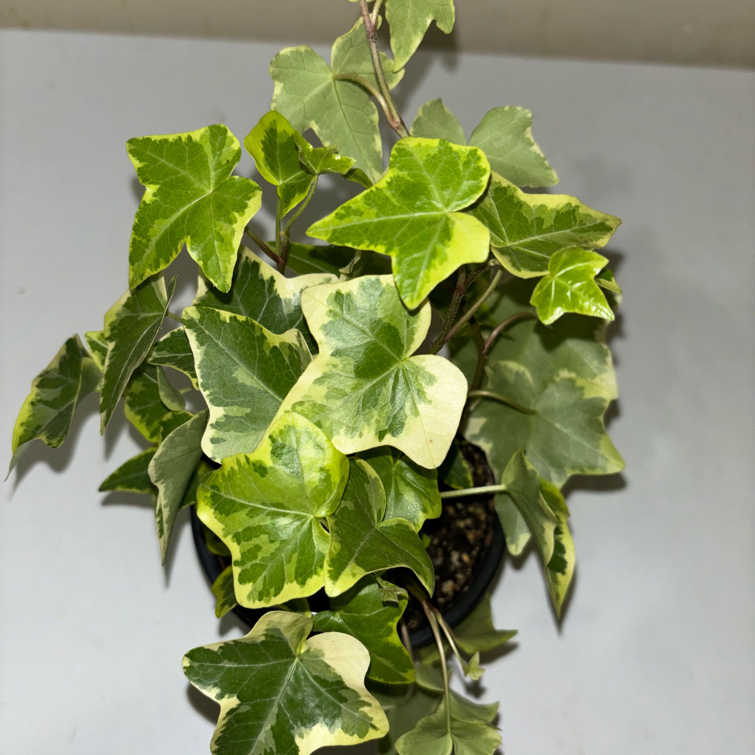 Photo of the plant species Gold Child Ivy by @HelloKitty0629 named Beckham on Greg, the plant care app