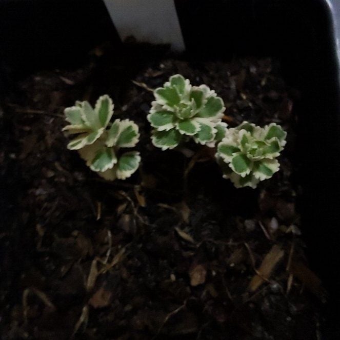 Plant care for Awayuki Ghost Plant on Greg, the plant care app