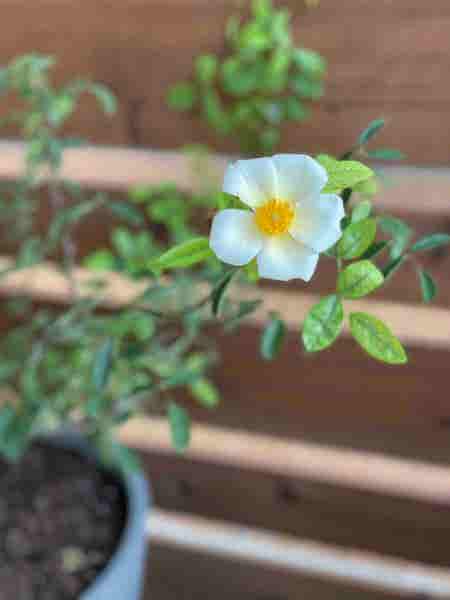 Photo of the plant species Climbing Mermaid Rose by Molly2867 named Golden Girl on Greg, the plant care app