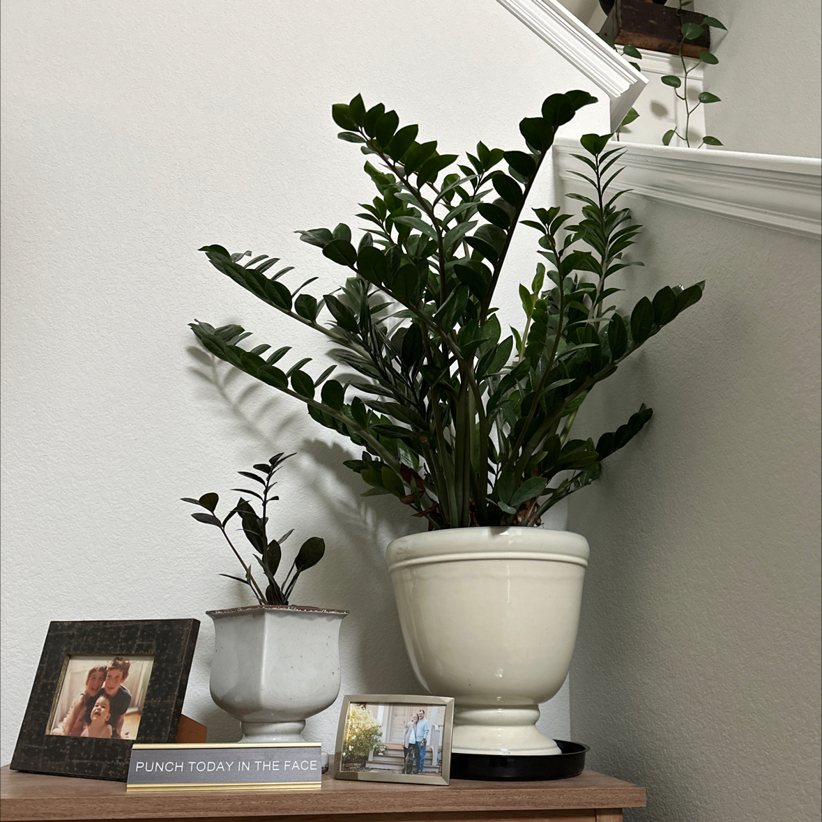 Zamioculcas Zamiifolia plant photo by @Molly2867 named Stardust ZZ on Greg, the plant care app.