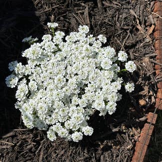 Candytuft plant in Somewhere on Earth