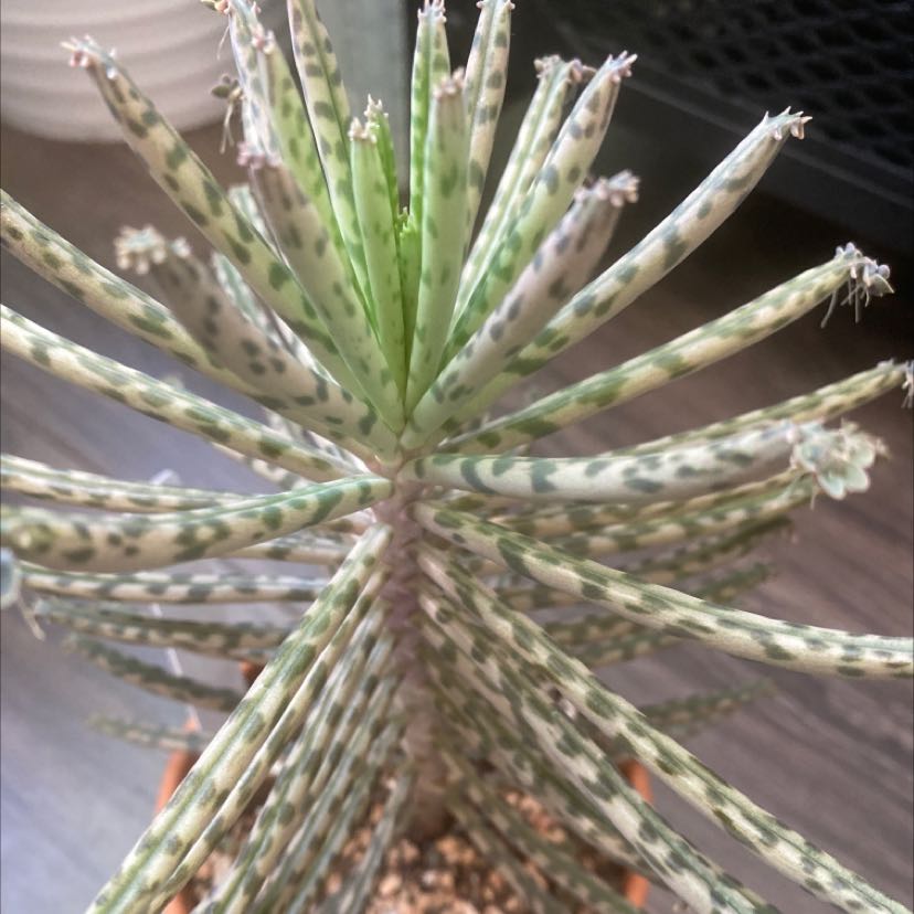Photo of the plant species Mother of Millions by @vermilion.vines named Mother of Thousands on Greg, the plant care app