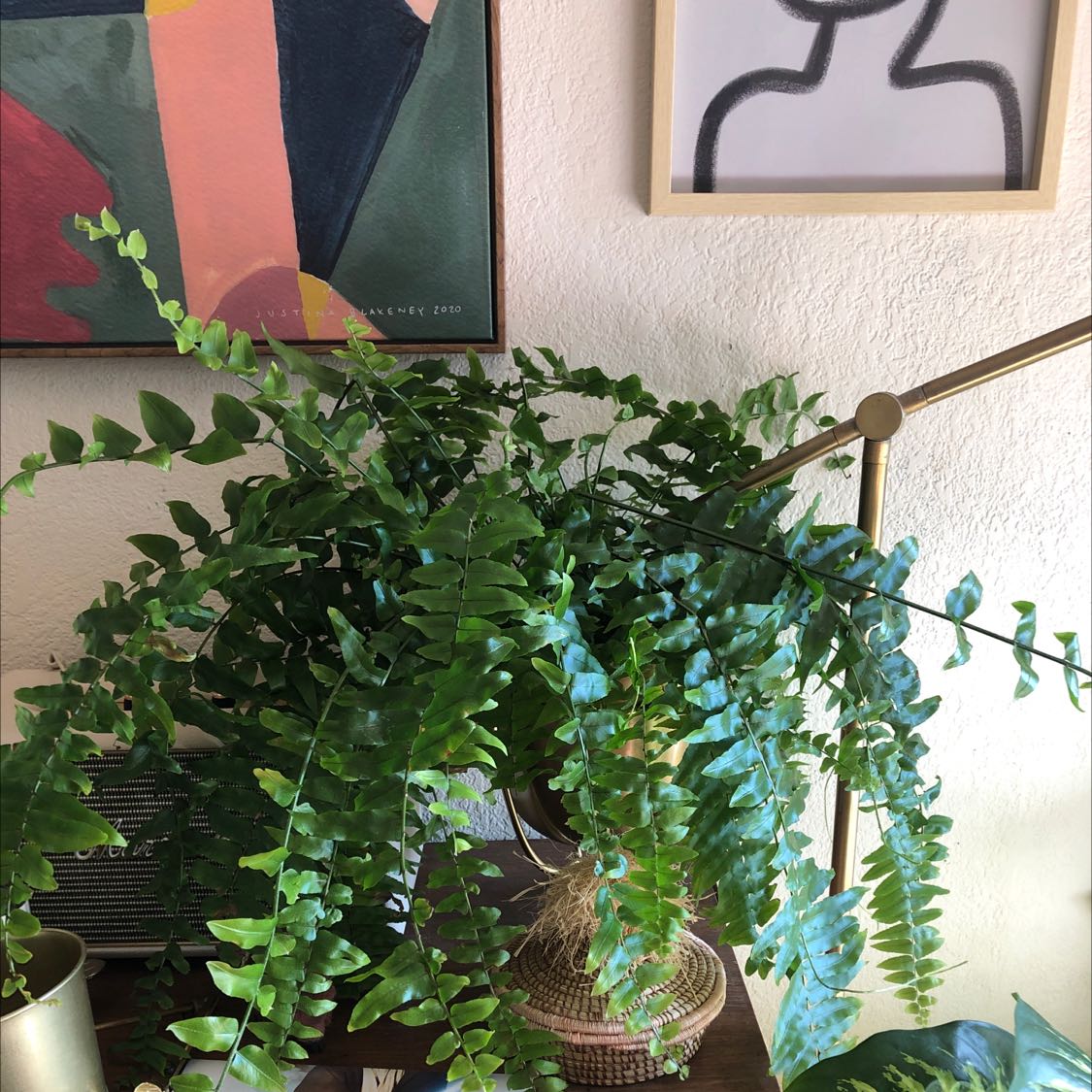 Bold Sword Fern indoors on a table with vibrant green leaves, artwork, and a lamp in the background.