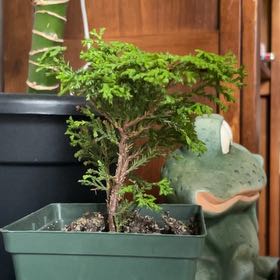 Photo of the plant species Conifer by @cookingmama named Peter Parker on Greg, the plant care app