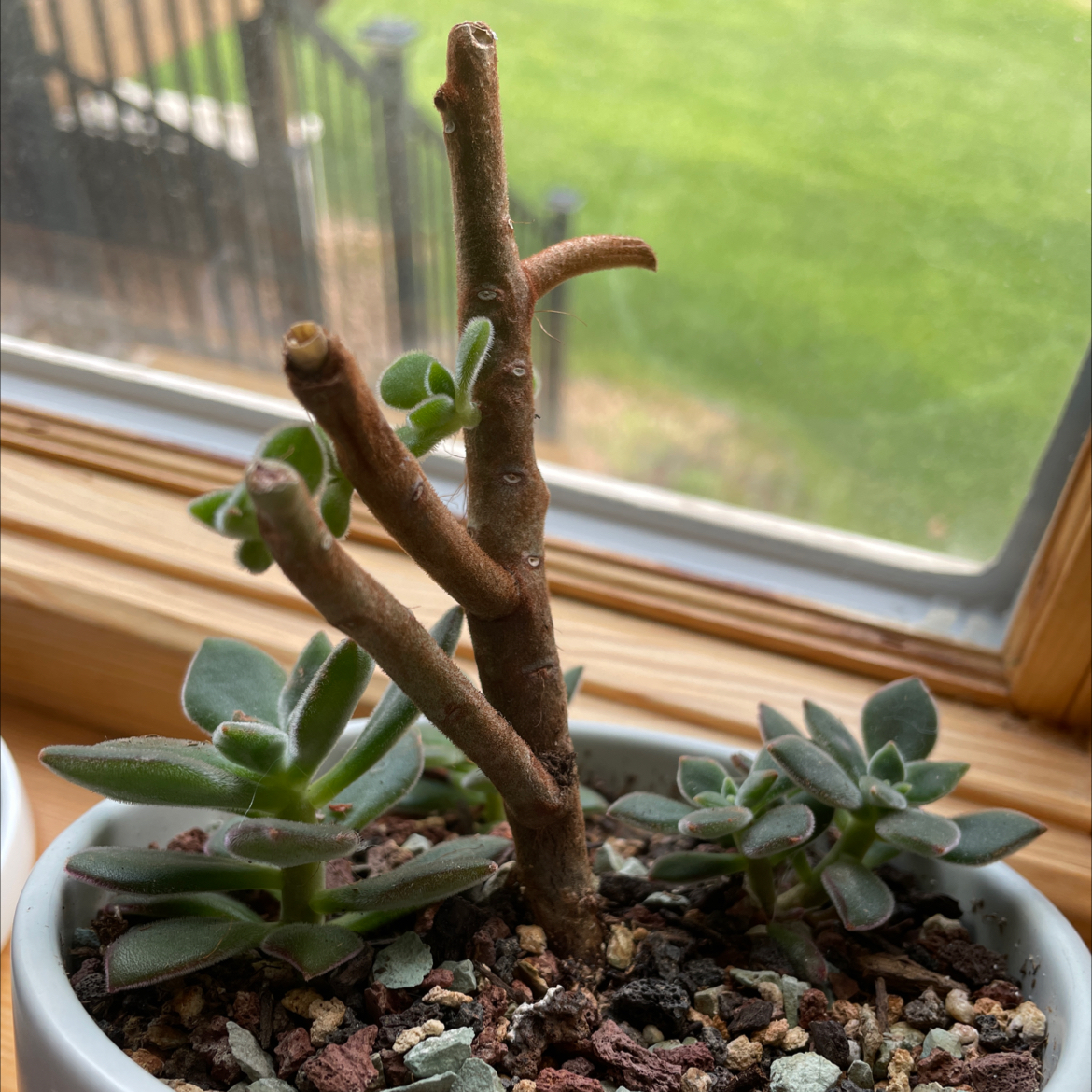 Potted Plush Plant near a window with visible soil and succulent leaves.