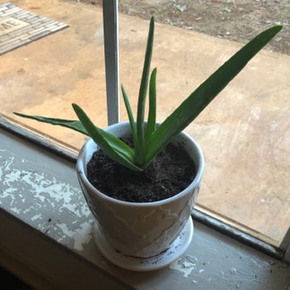Aloe vera plant in Nacogdoches, Texas