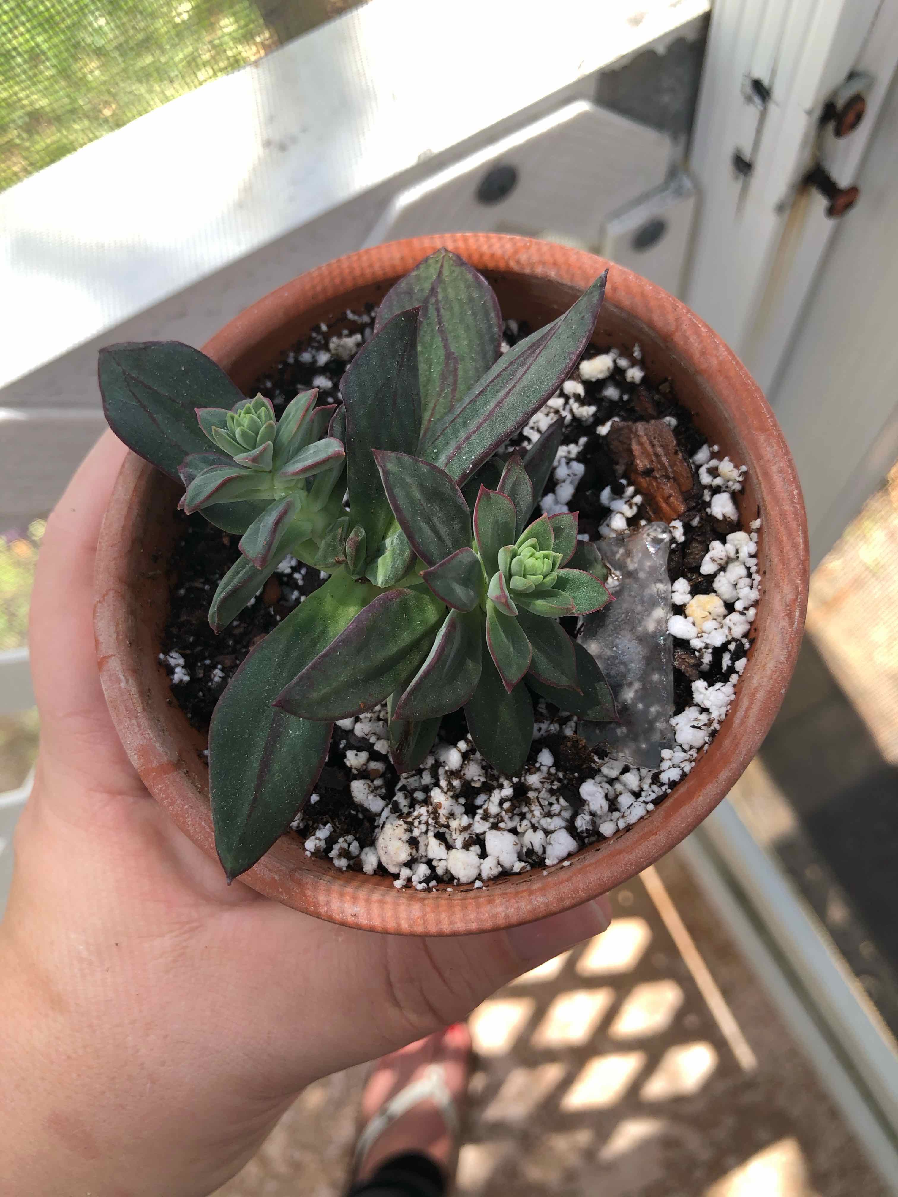 Painted Echeveria plant in a terracotta pot with visible soil, held by a hand.