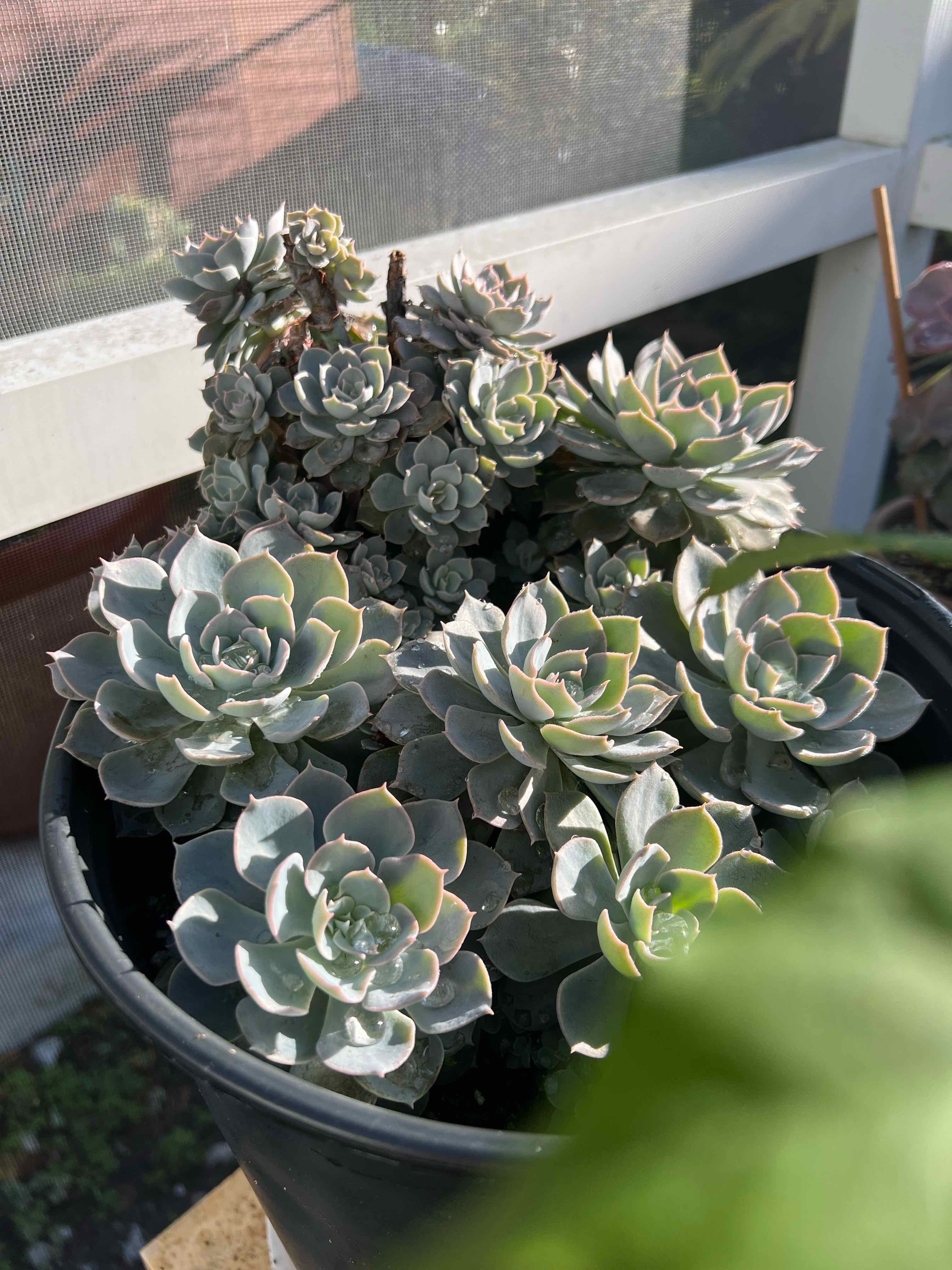 Chalk Dudleya plant in a pot, healthy with fleshy leaves.