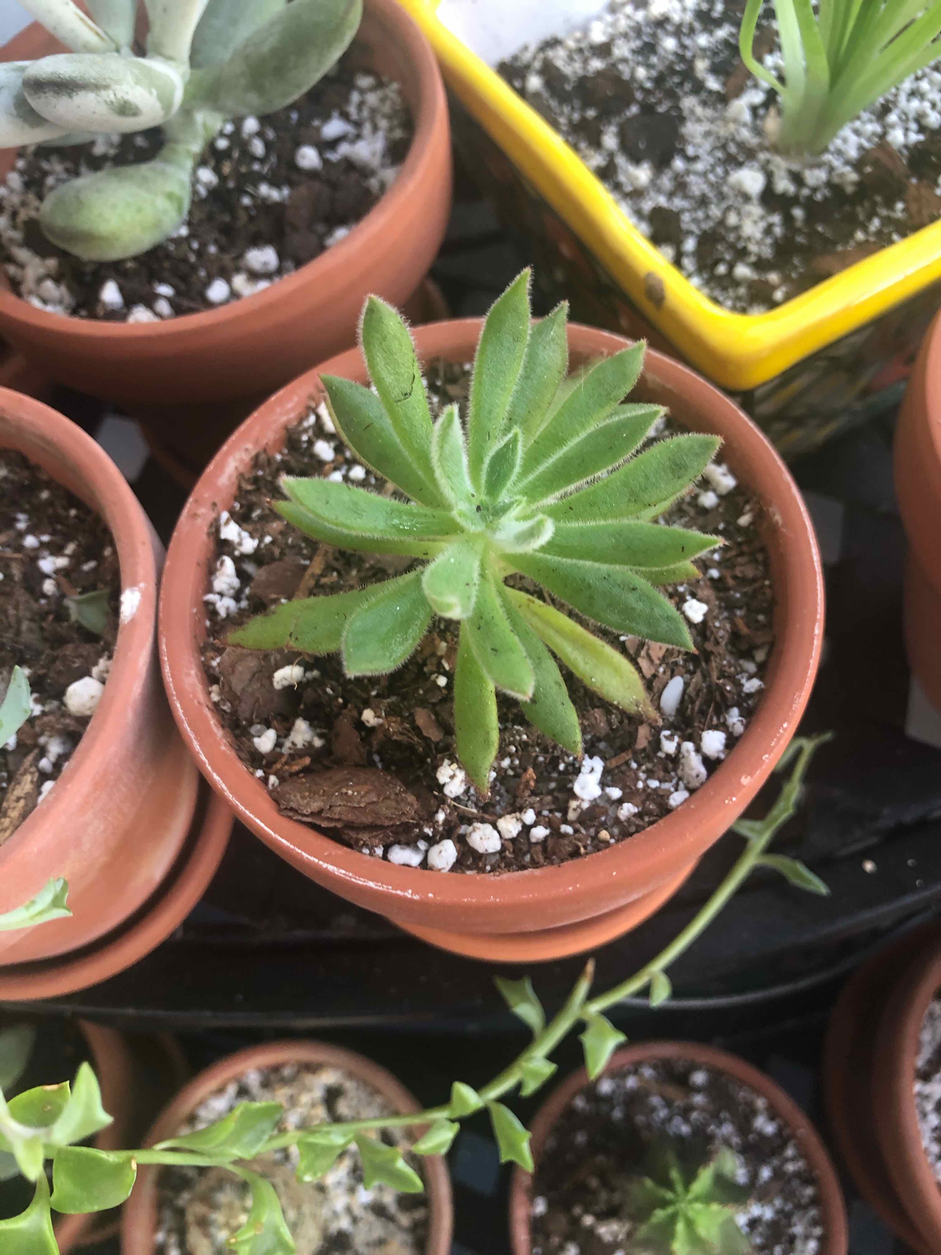Echeveria 'Arrow Setosa' succulent in a terracotta pot with visible soil and healthy green leaves.