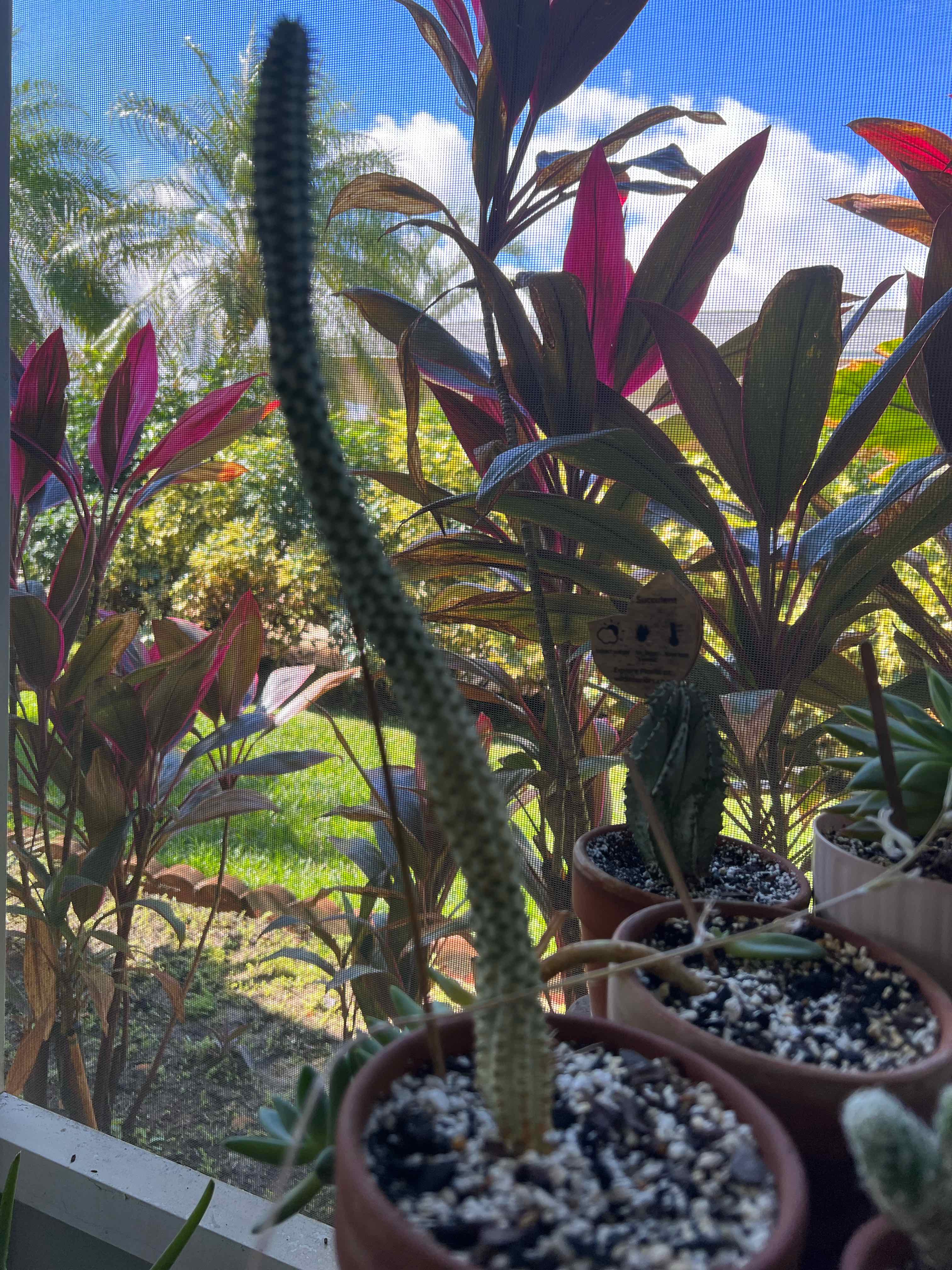 Corncob Cactus in a pot with other plants in the background.