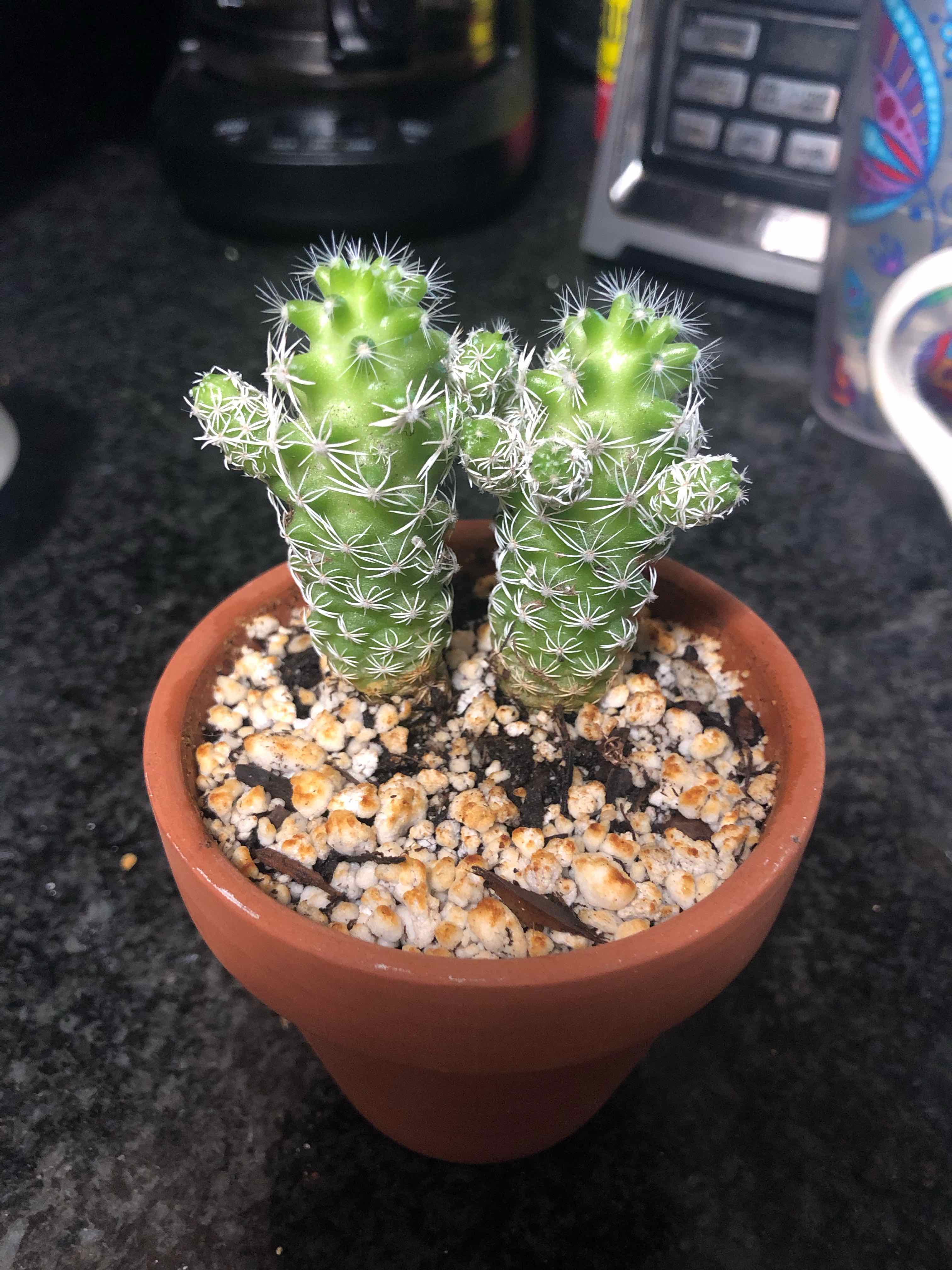 Thimble Cactus in a small terracotta pot with visible soil.