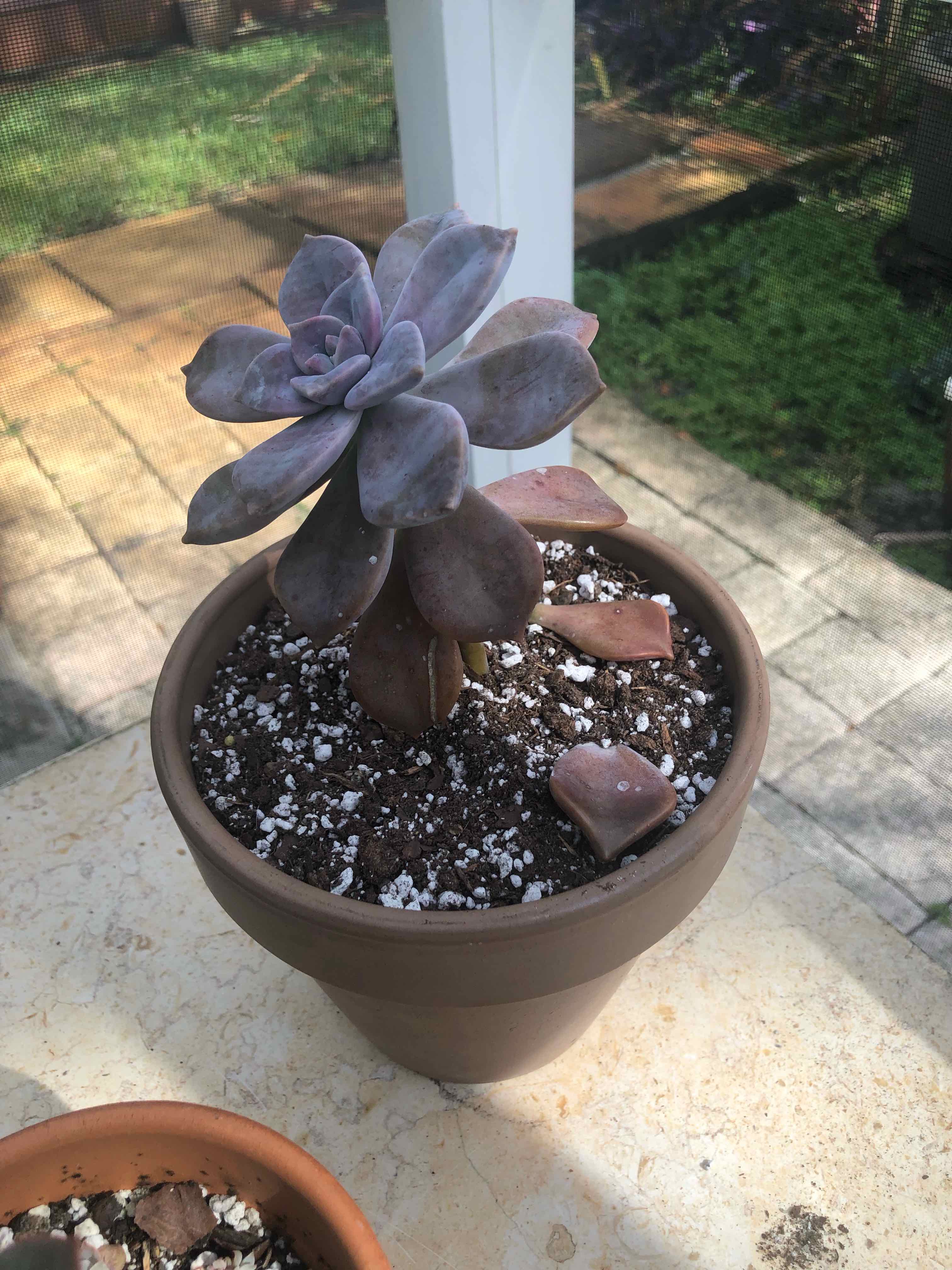 Potted Graptopetalum 'Purple Delight' succulent with some discolored leaves.