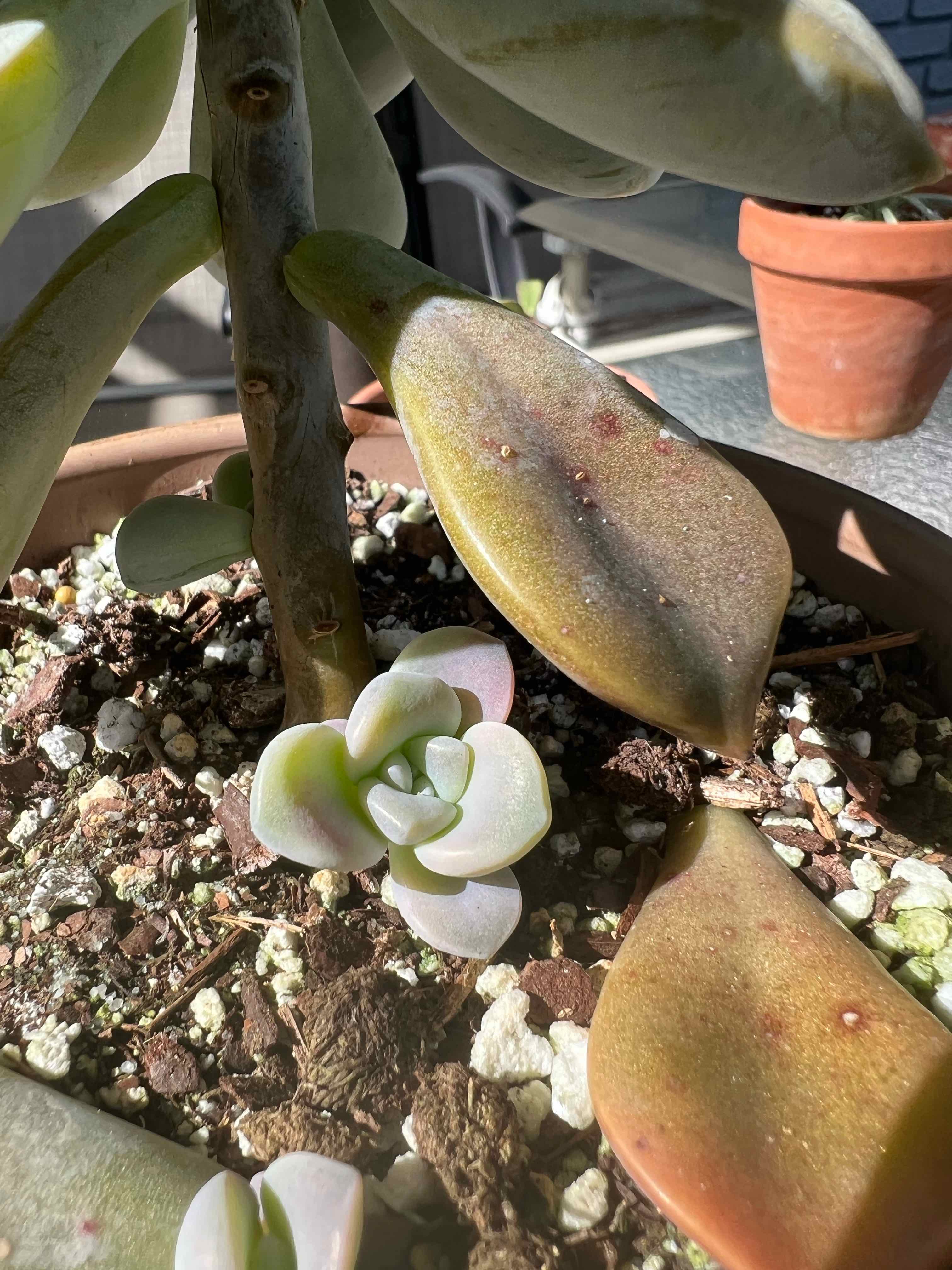 Graptopetalum 'Purple Delight' plant in a pot with some leaf discoloration and visible soil.