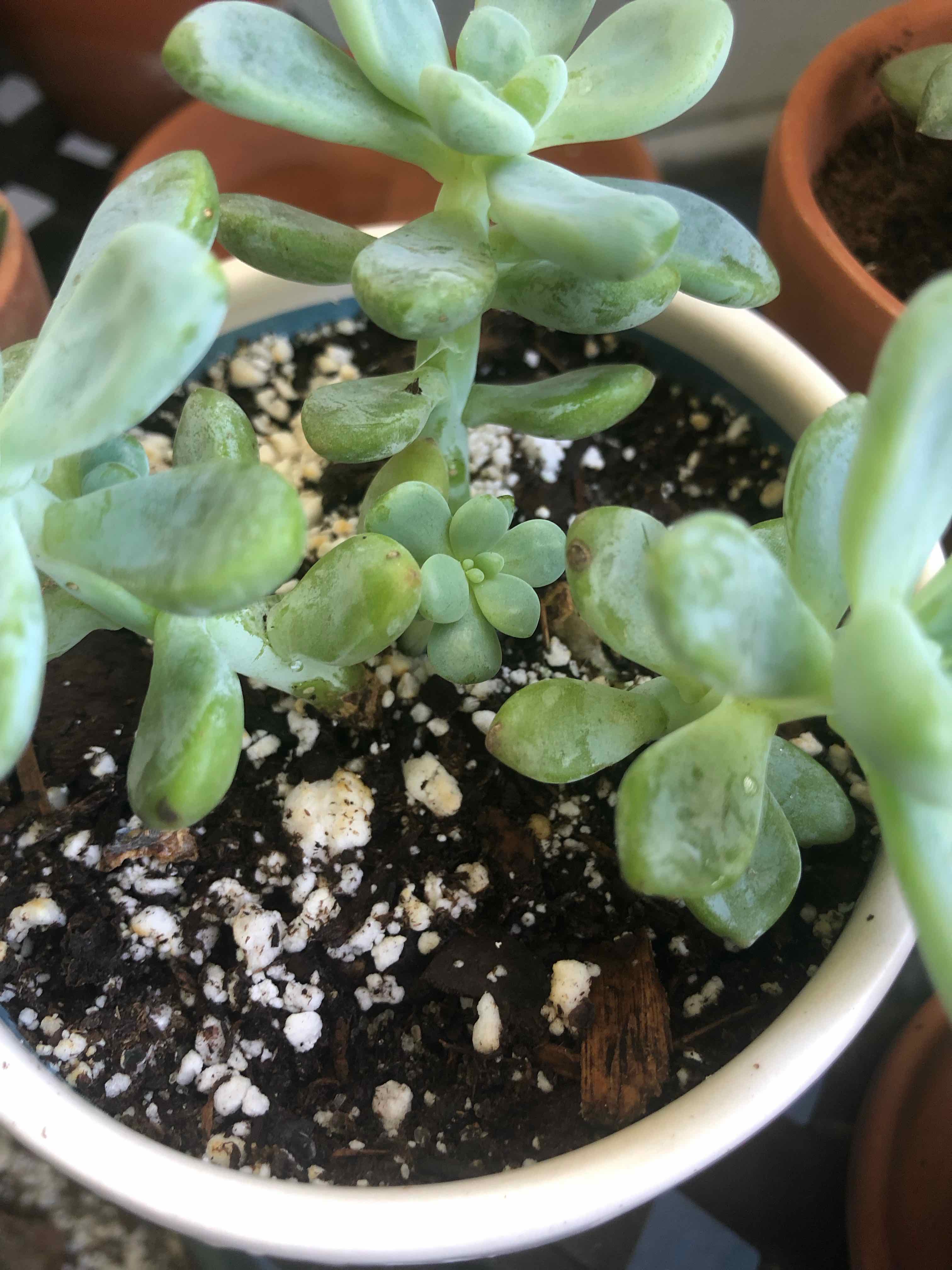 Sedum clavatum plant in a small pot with visible soil and healthy green leaves.