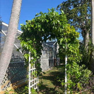 Passion Fruit plant in Delray Beach, Florida