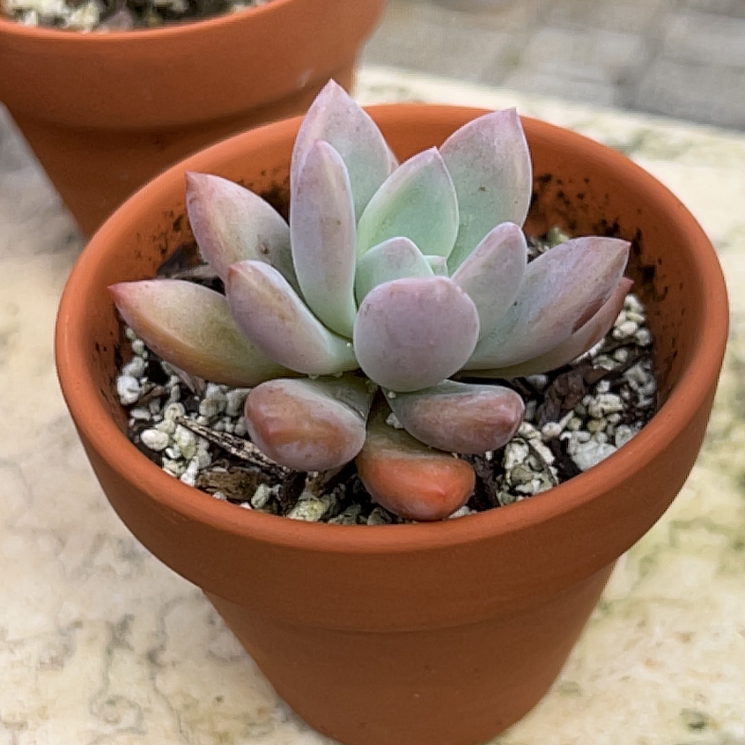 Graptoveria 'Opalina' succulent in a terracotta pot with visible soil.