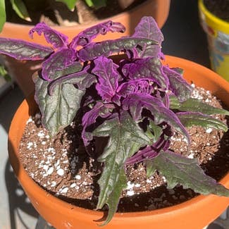 Purple Velvet Plant plant in Delray Beach, Florida