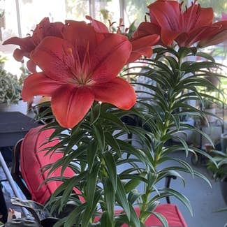 Orange Lily plant in Delray Beach, Florida