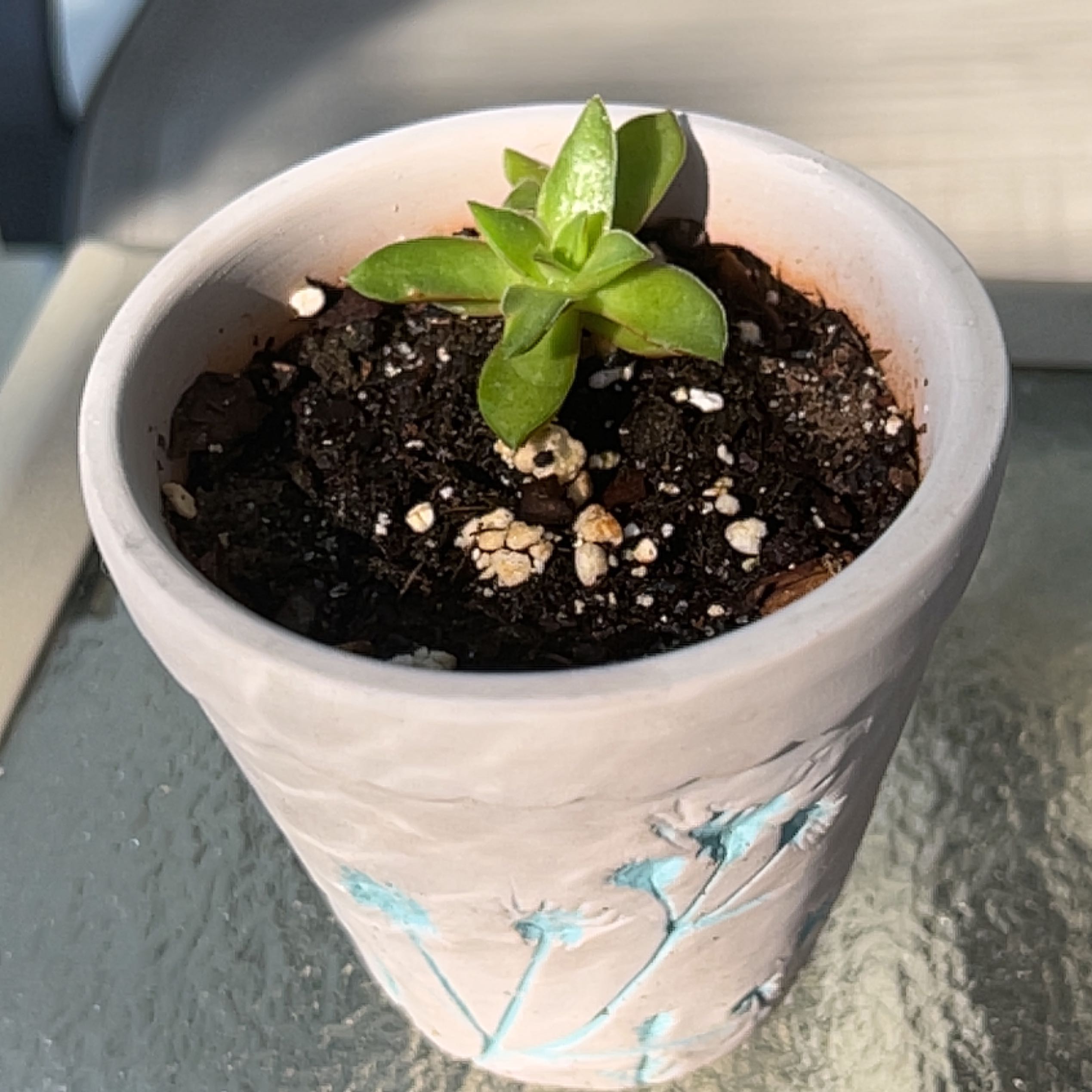 Potted Red Pagoda plant with green leaves in a decorative pot.