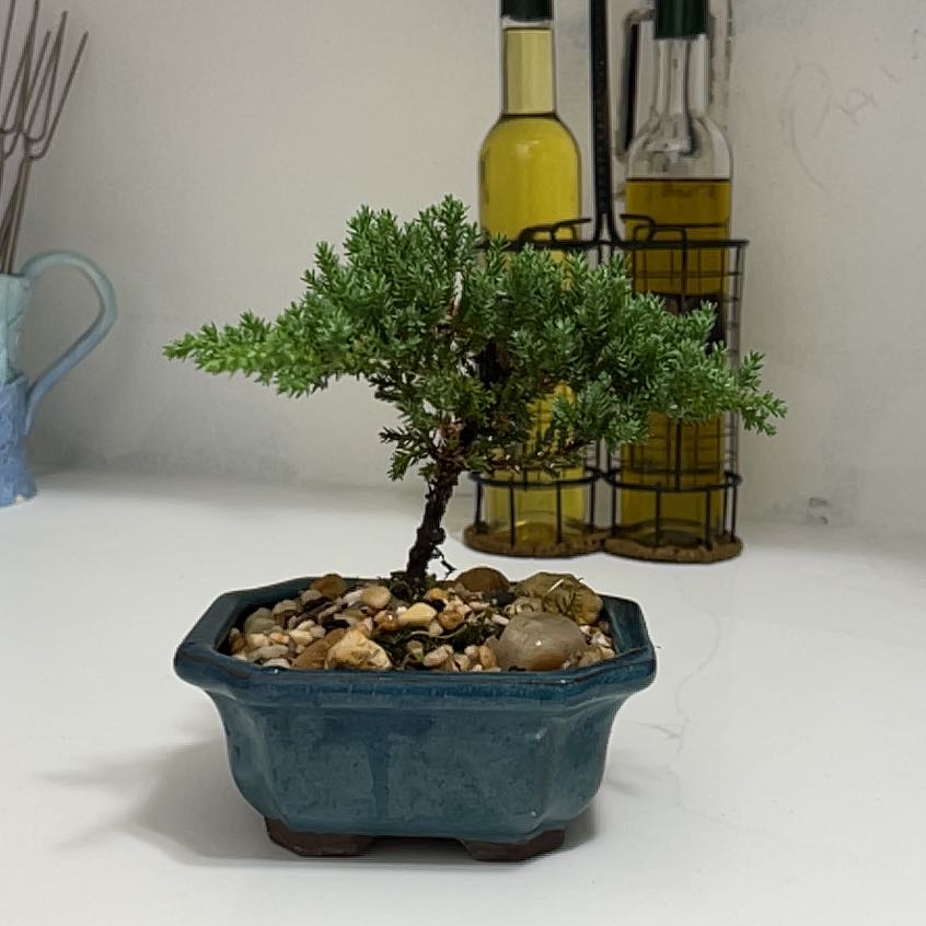 Sargent Juniper plant in a blue pot with pebbles on the soil.